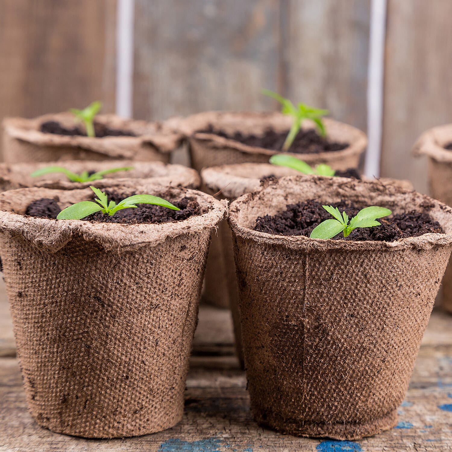 Gardening Direct Skelly Tray and 12 Jiffy Pots