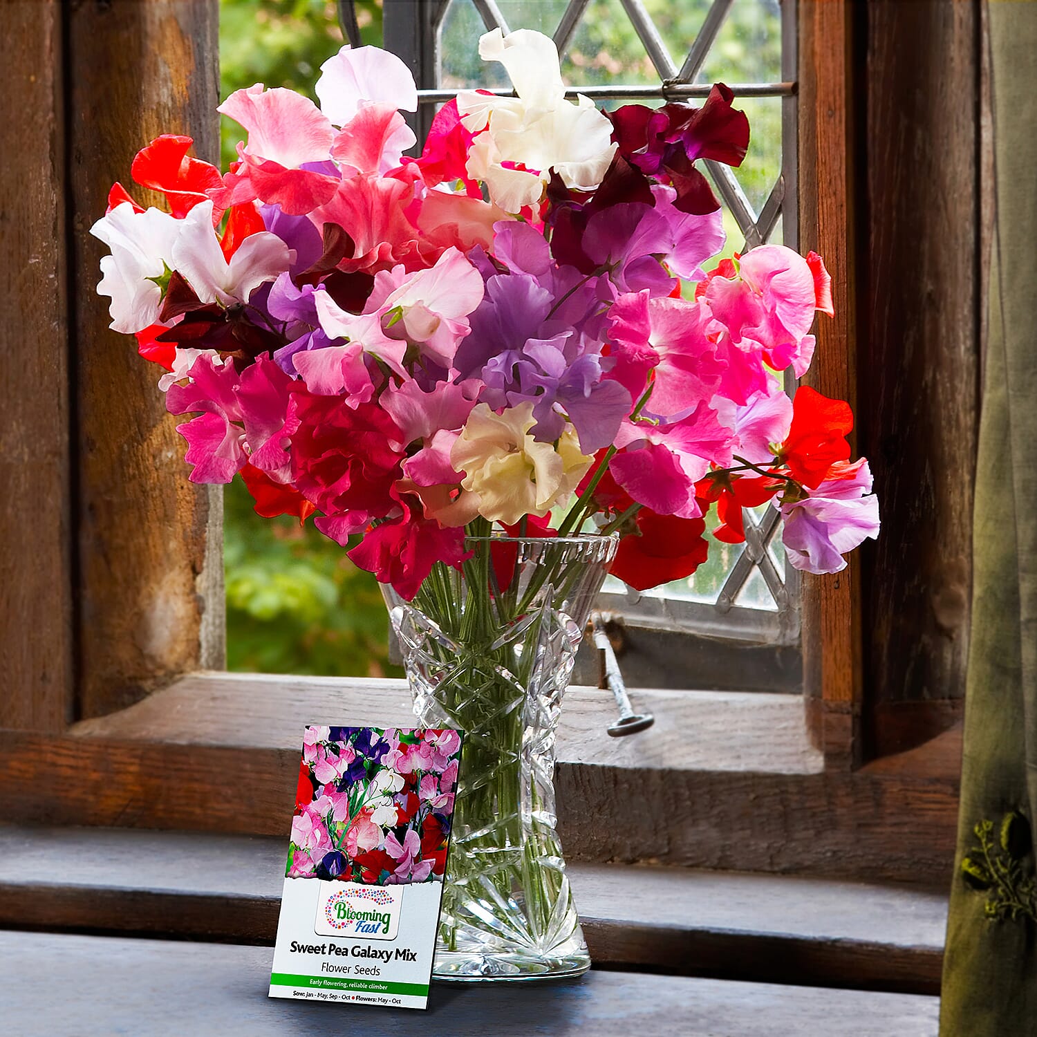 Gardening Direct Super Fragrant Sweet Pea Plugs x 12