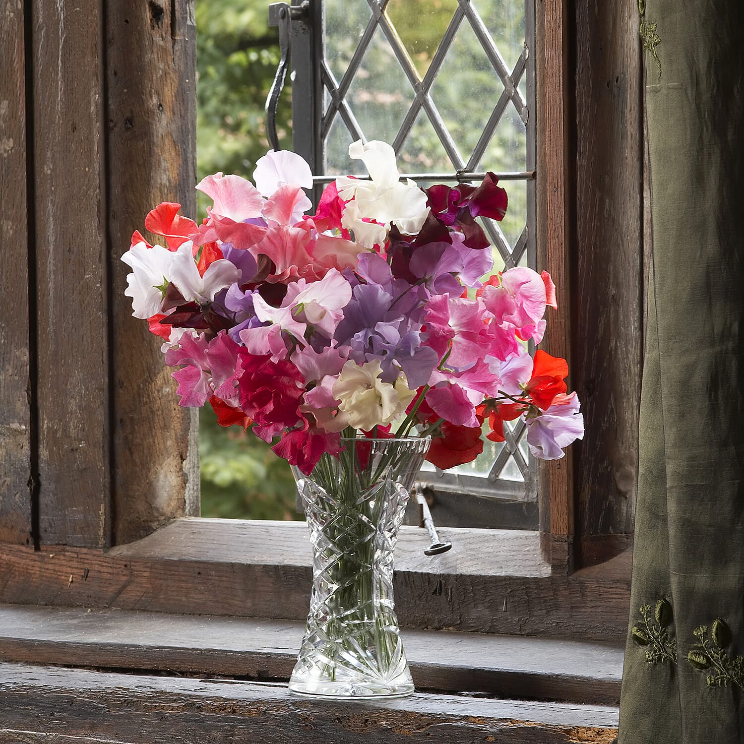 Gardening Direct Super Fragrant Sweet Pea Plugs x 12