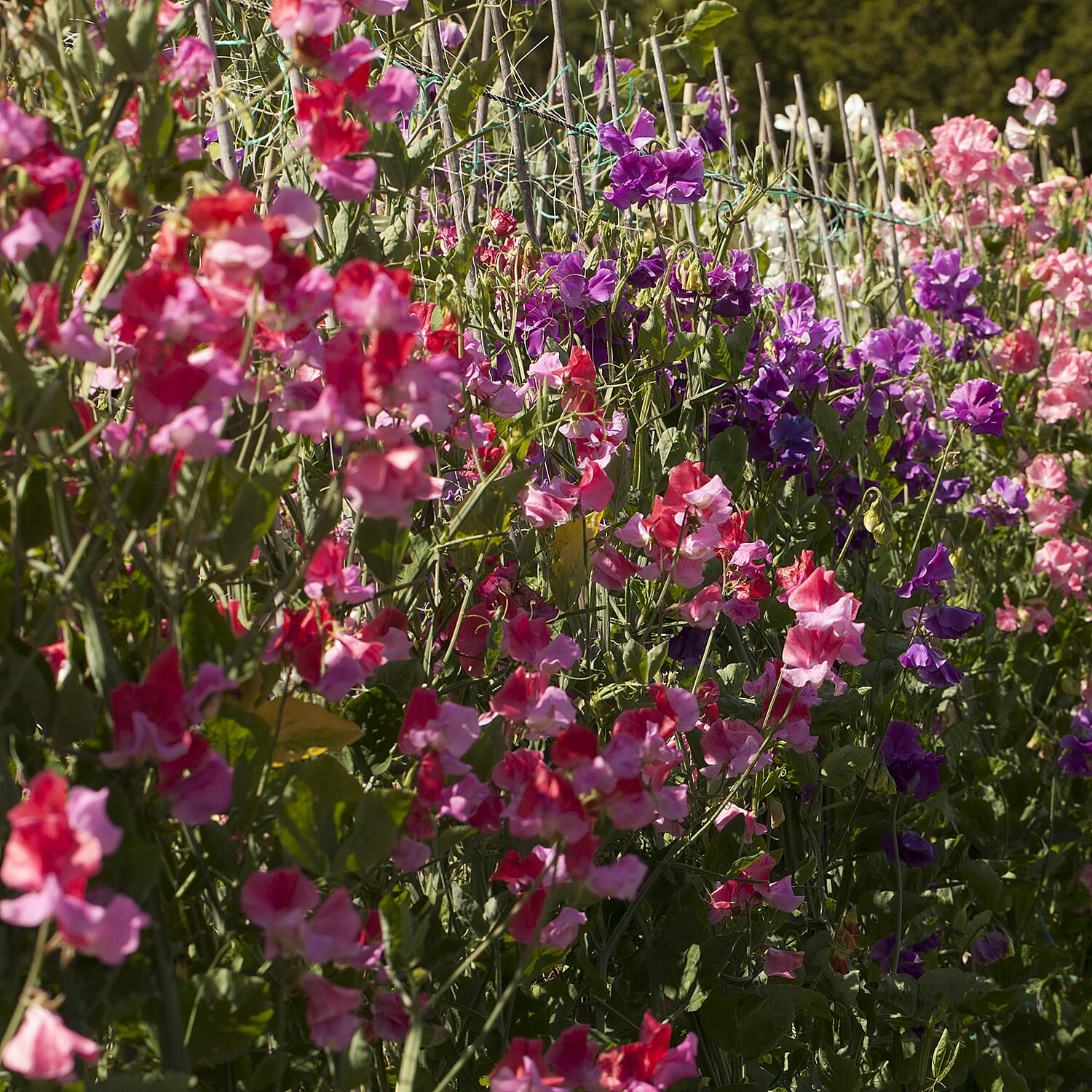 Gardening Direct Super Fragrant Sweet Pea Plugs x 12