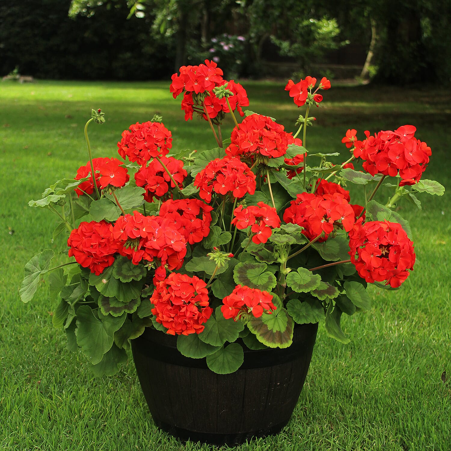 Gardening Direct Geranium Fire Queen Plugs x 12