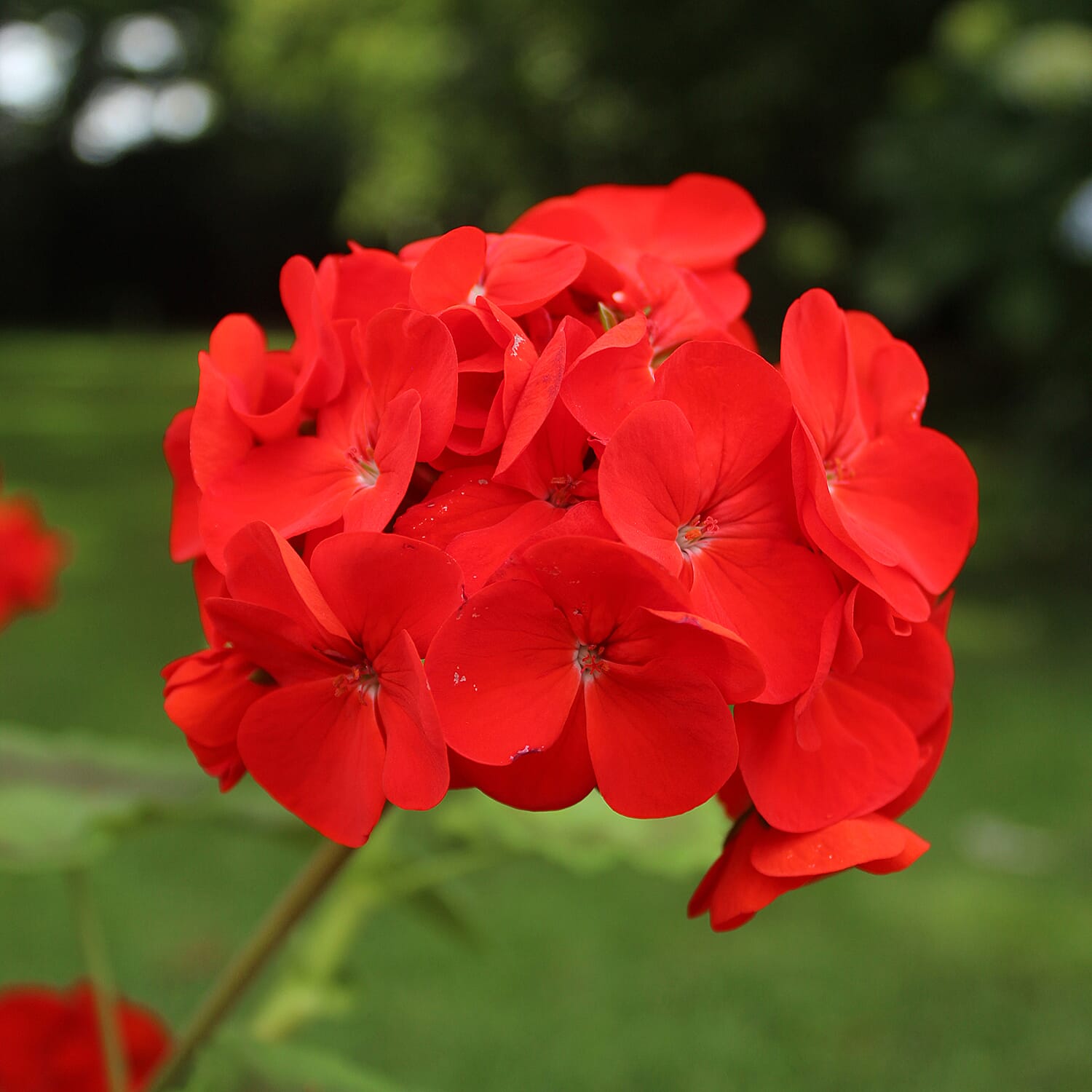 Gardening Direct Geranium Fire Queen Plugs x 12