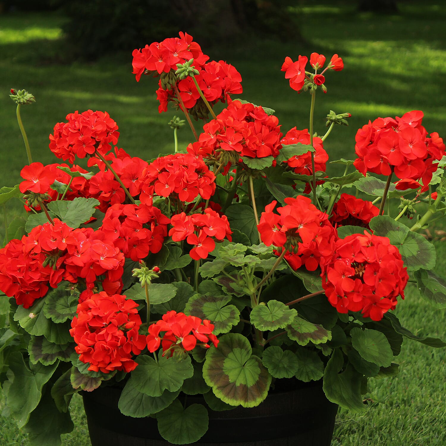 Gardening Direct Geranium Fire Queen Plugs x 12