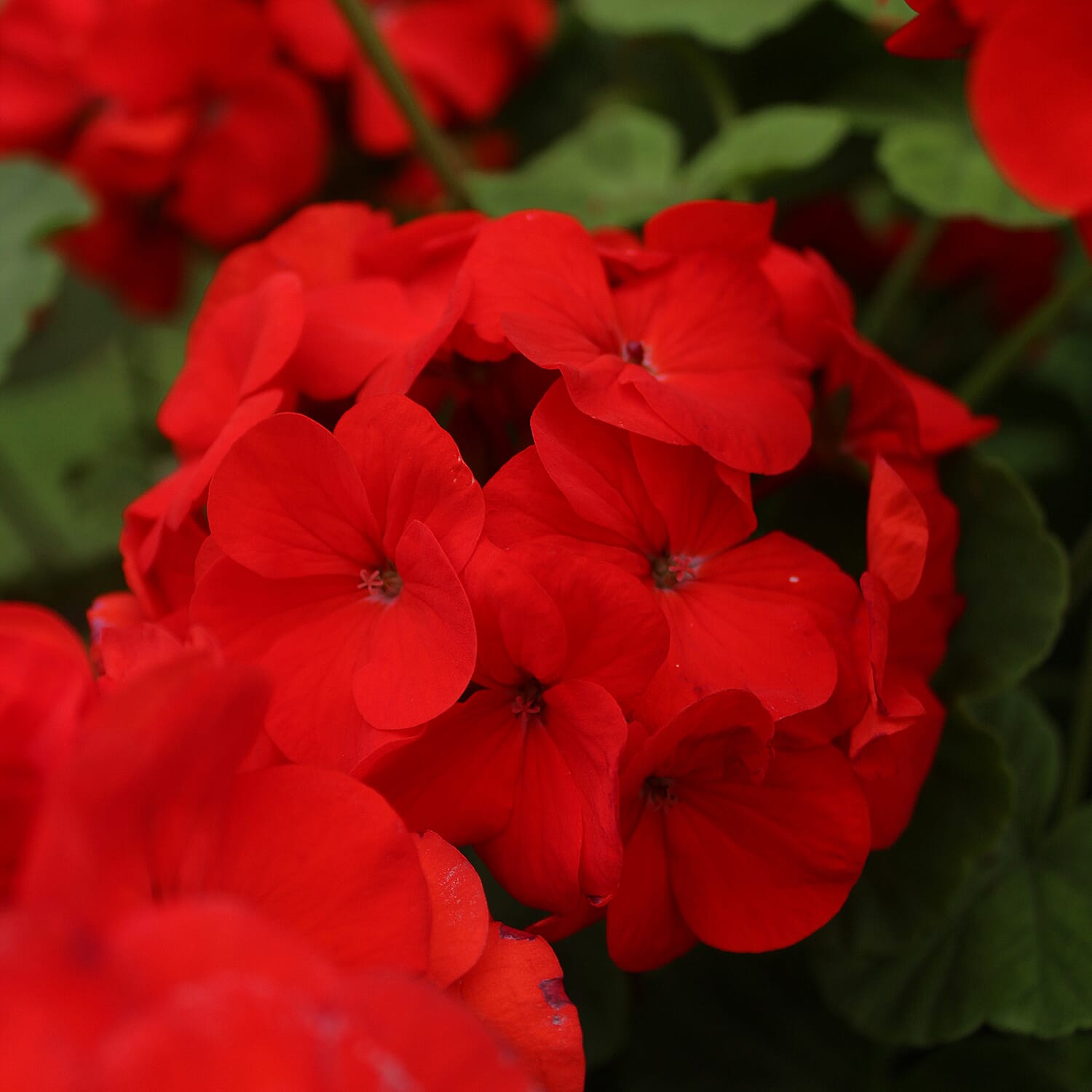 Gardening Direct Geranium Fire Queen Plugs x 12