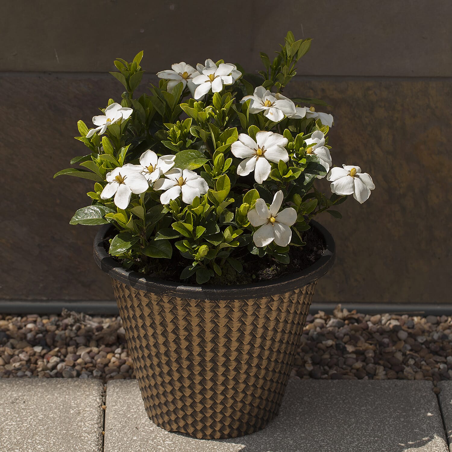 Gardening Direct Scented Gardenia Kleims Hardy 9cm Pots x 3