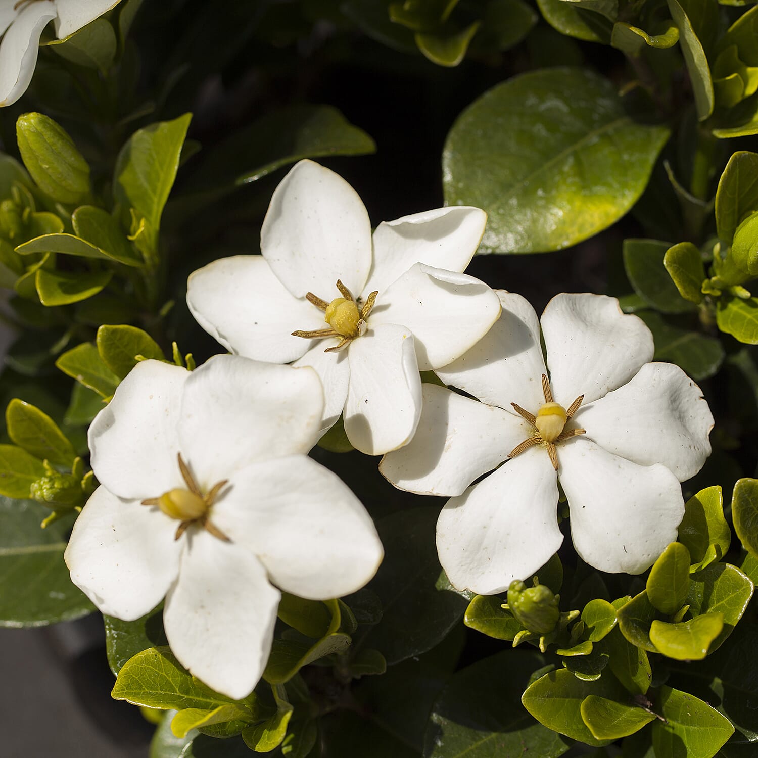 Gardening Direct Scented Gardenia Kleims Hardy 9cm Pots x 3