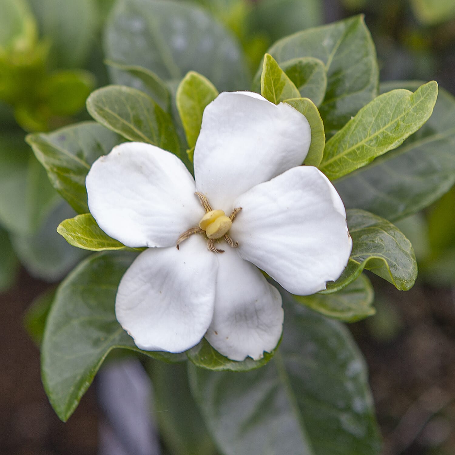 Gardening Direct Scented Gardenia Kleims Hardy 9cm Pots x 3