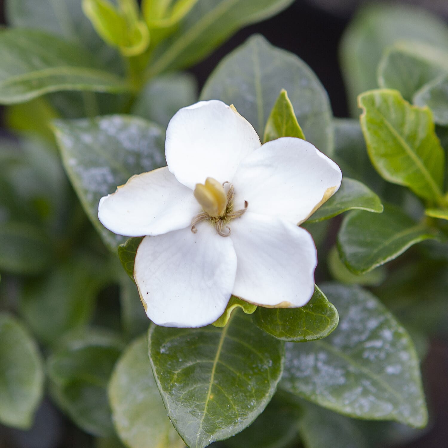 Gardening Direct Scented Gardenia Kleims Hardy 9cm Pots x 3