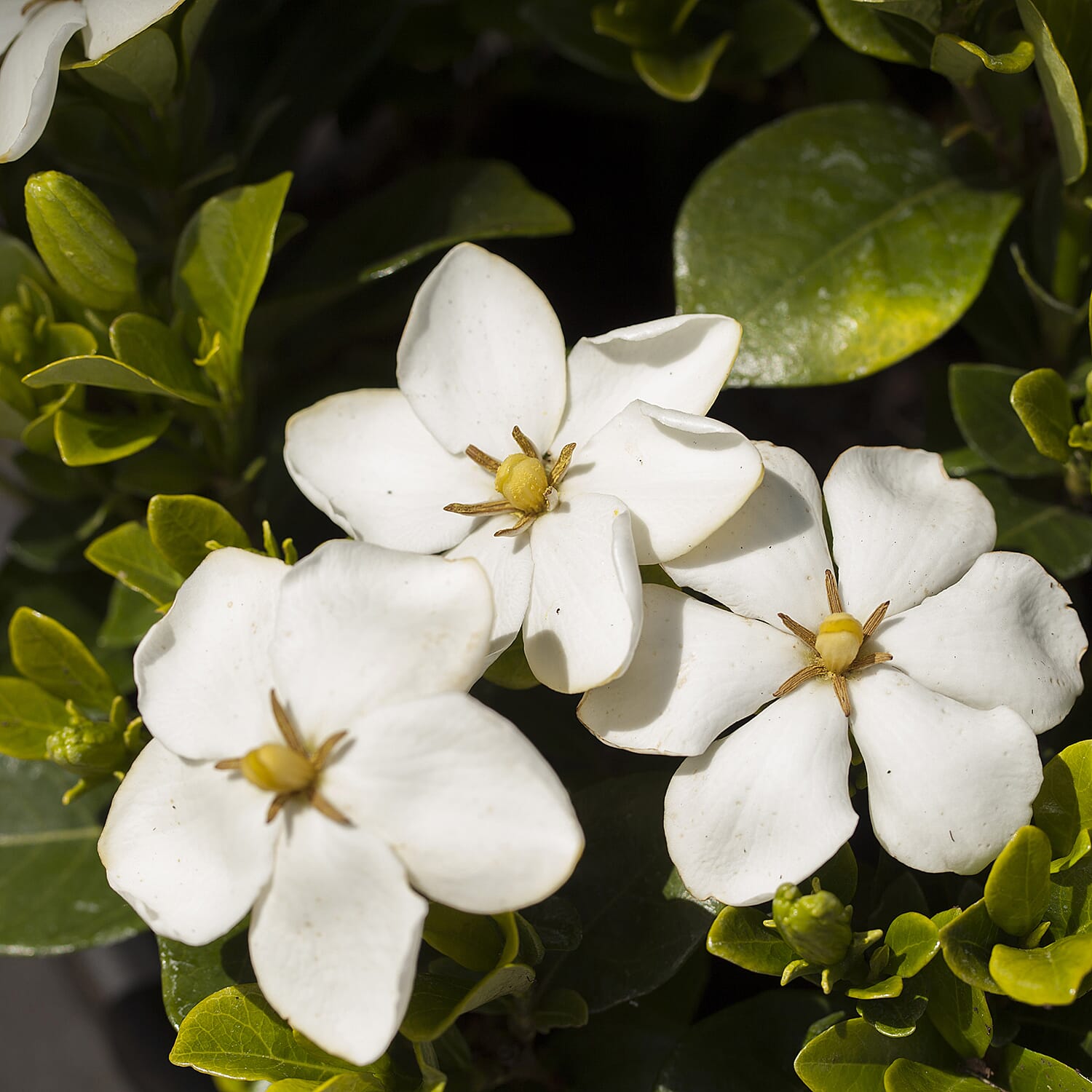 Gardening Direct Scented Gardenia Kleims Hardy 9cm Pots x 3