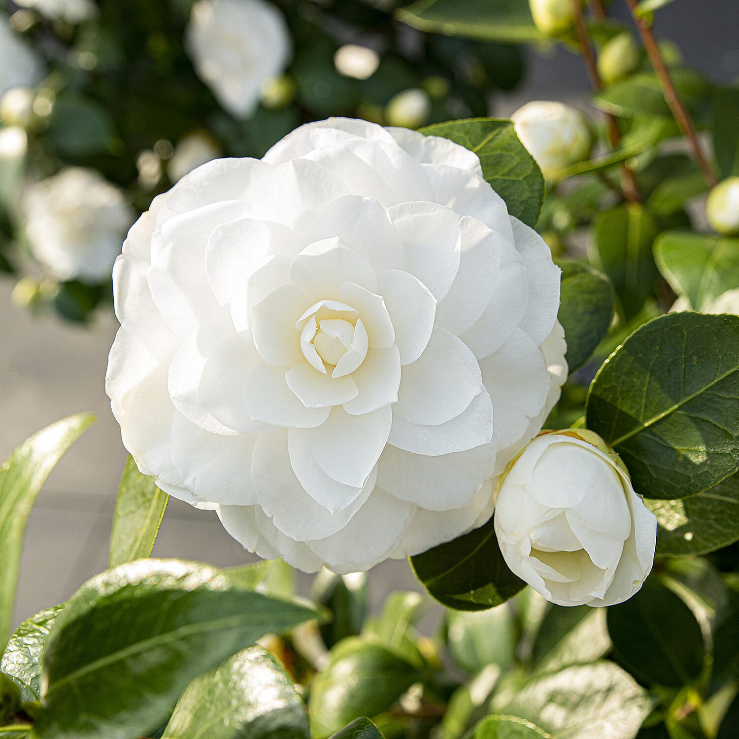 Gardening Direct Camellia Japonica Nuccio's Gem 15cm