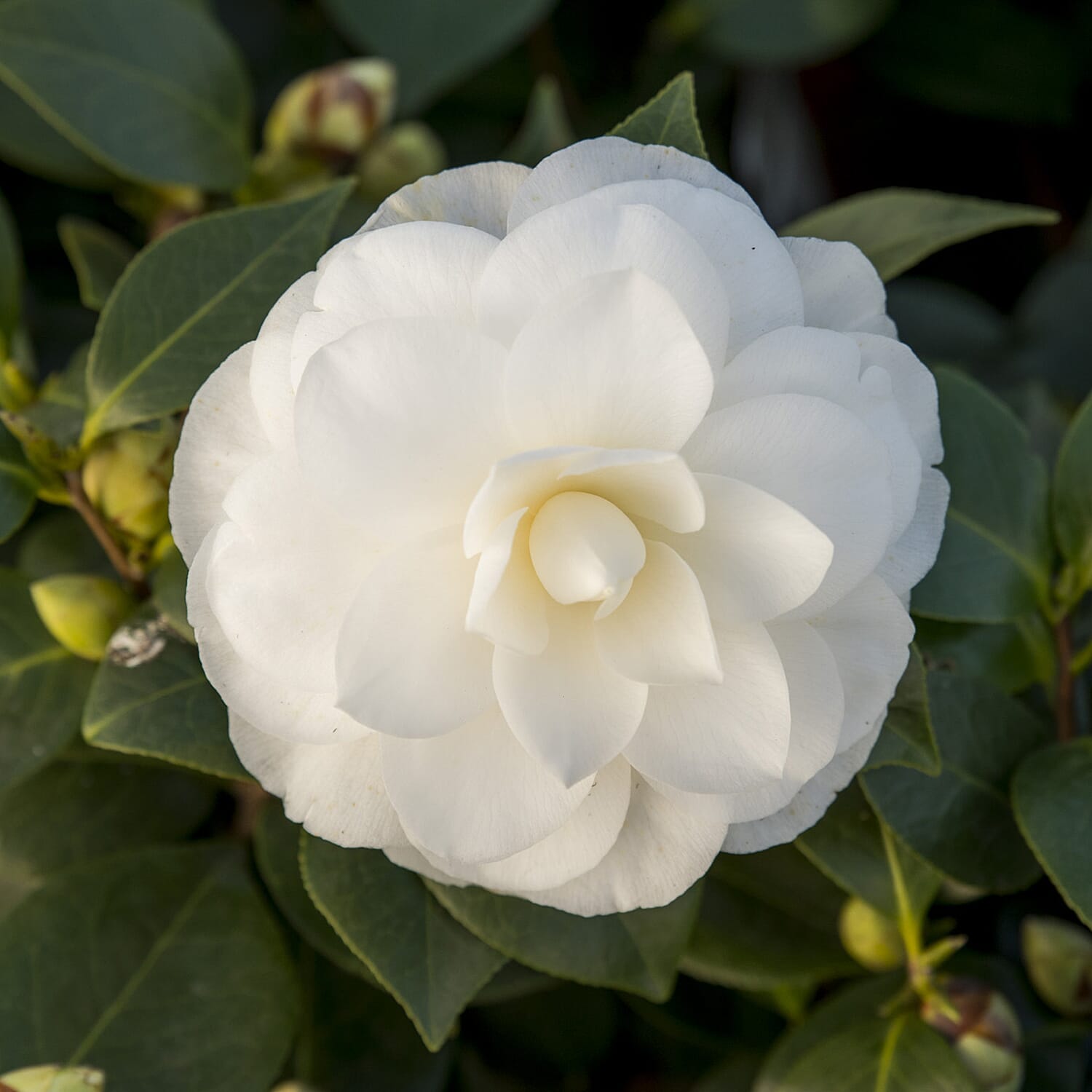 Gardening Direct Camellia Japonica Nuccio's Gem 15cm