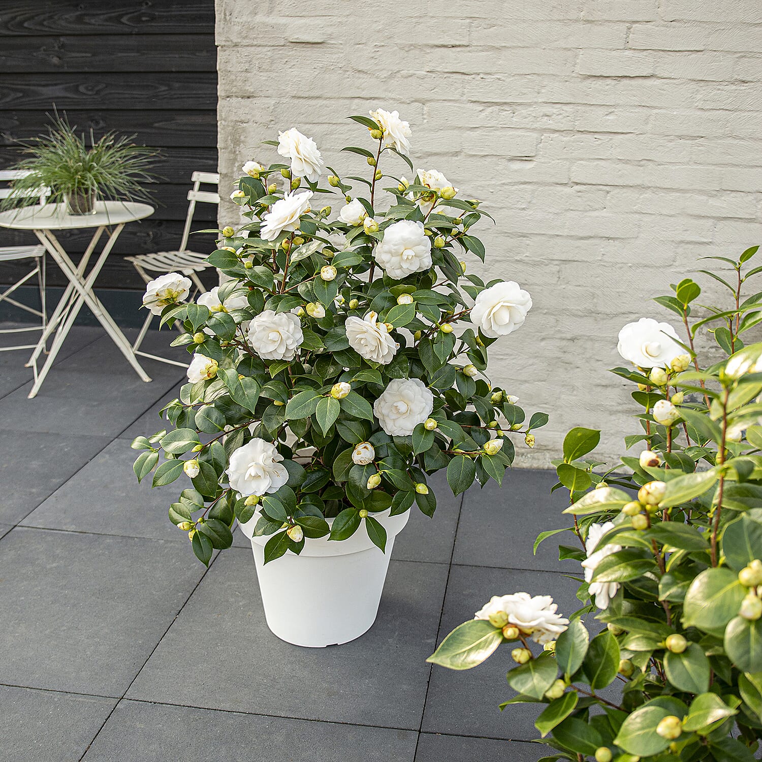 Gardening Direct Camellia Japonica Nuccio's Gem 15cm