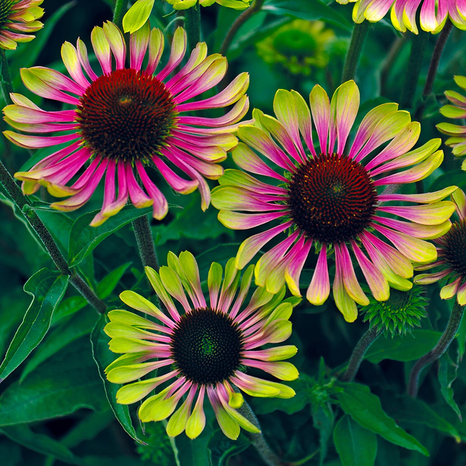 Gardening Direct Echinacea Green Twister 9cm x 3