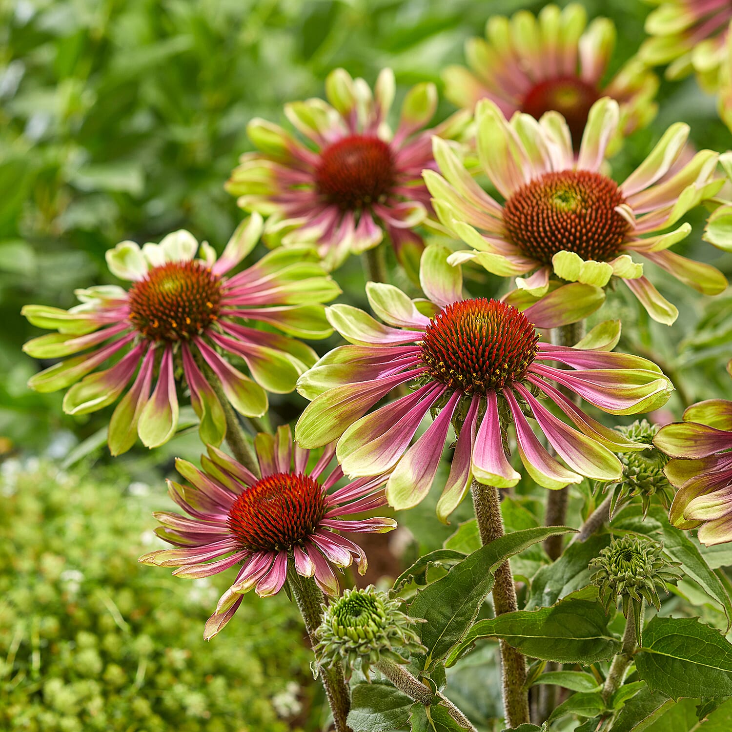 Gardening Direct Echinacea Green Twister 9cm x 3