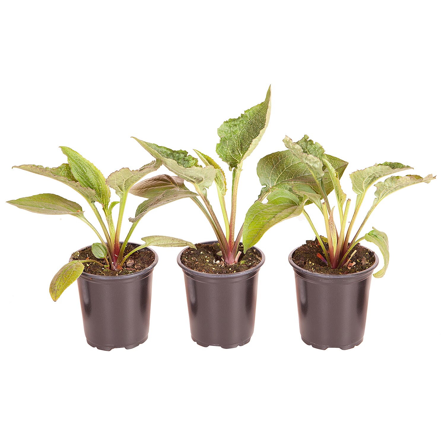 Gardening Direct Echinacea Green Twister 9cm x 3