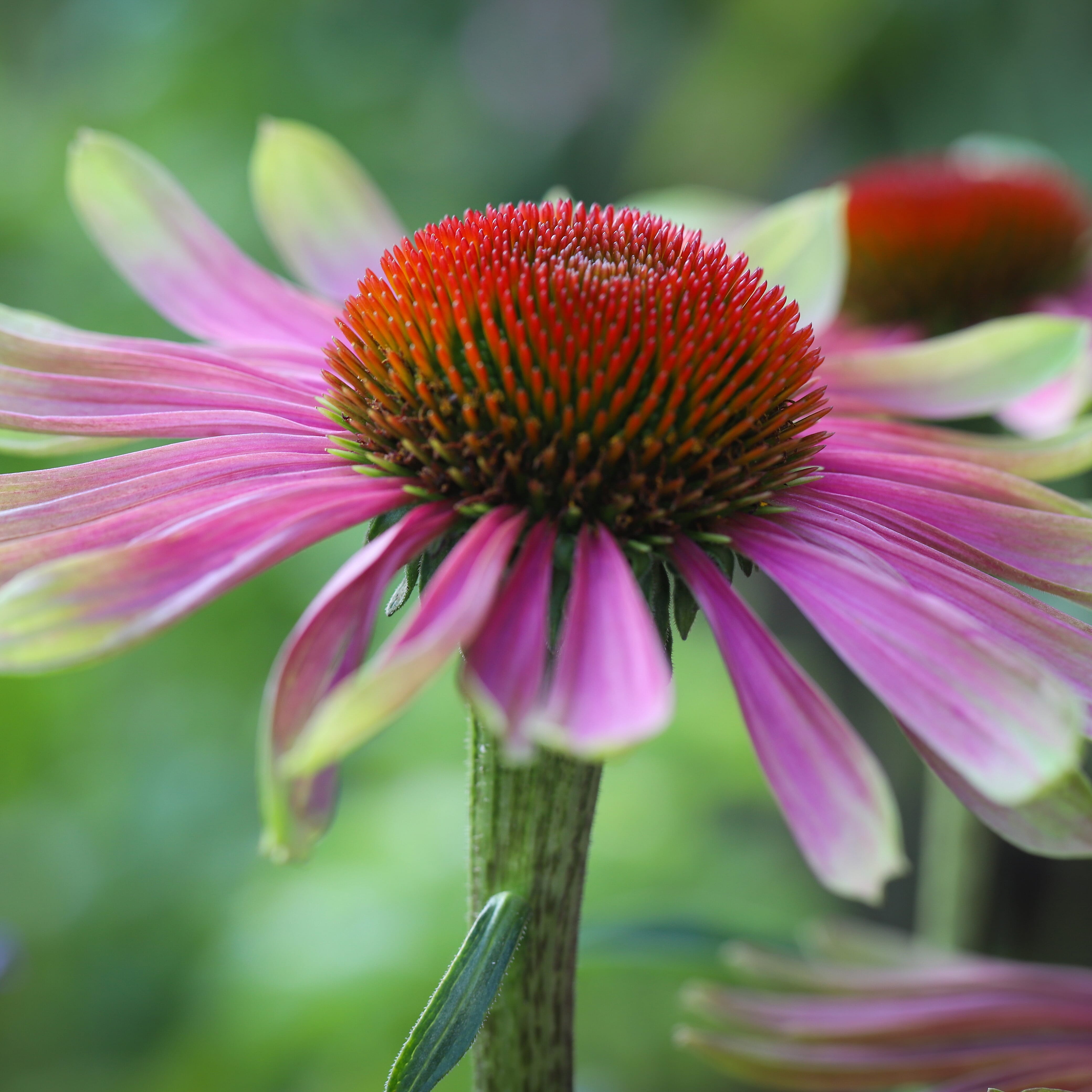 Gardening Direct Echinacea Green Twister 9cm x 3
