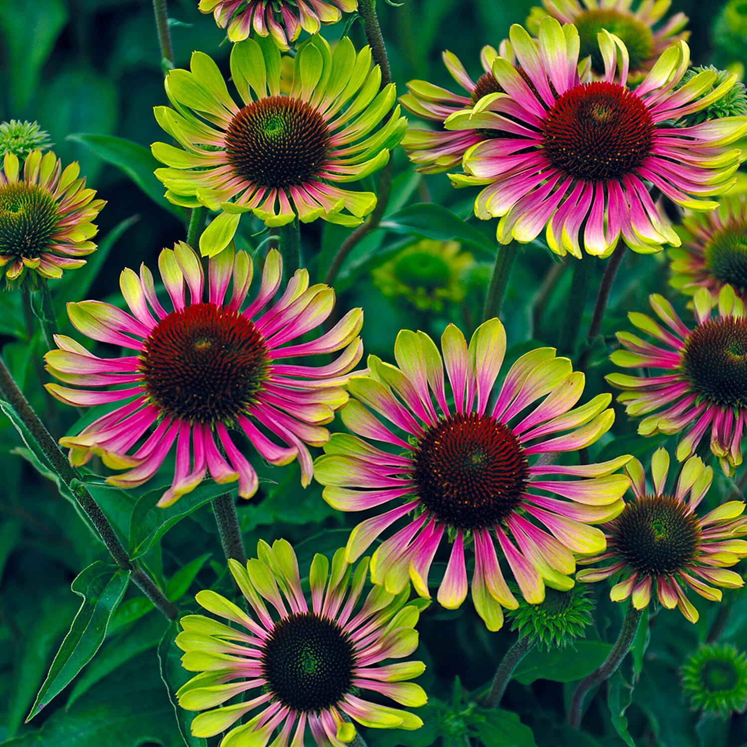 Gardening Direct Echinacea Green Twister 9cm x 3