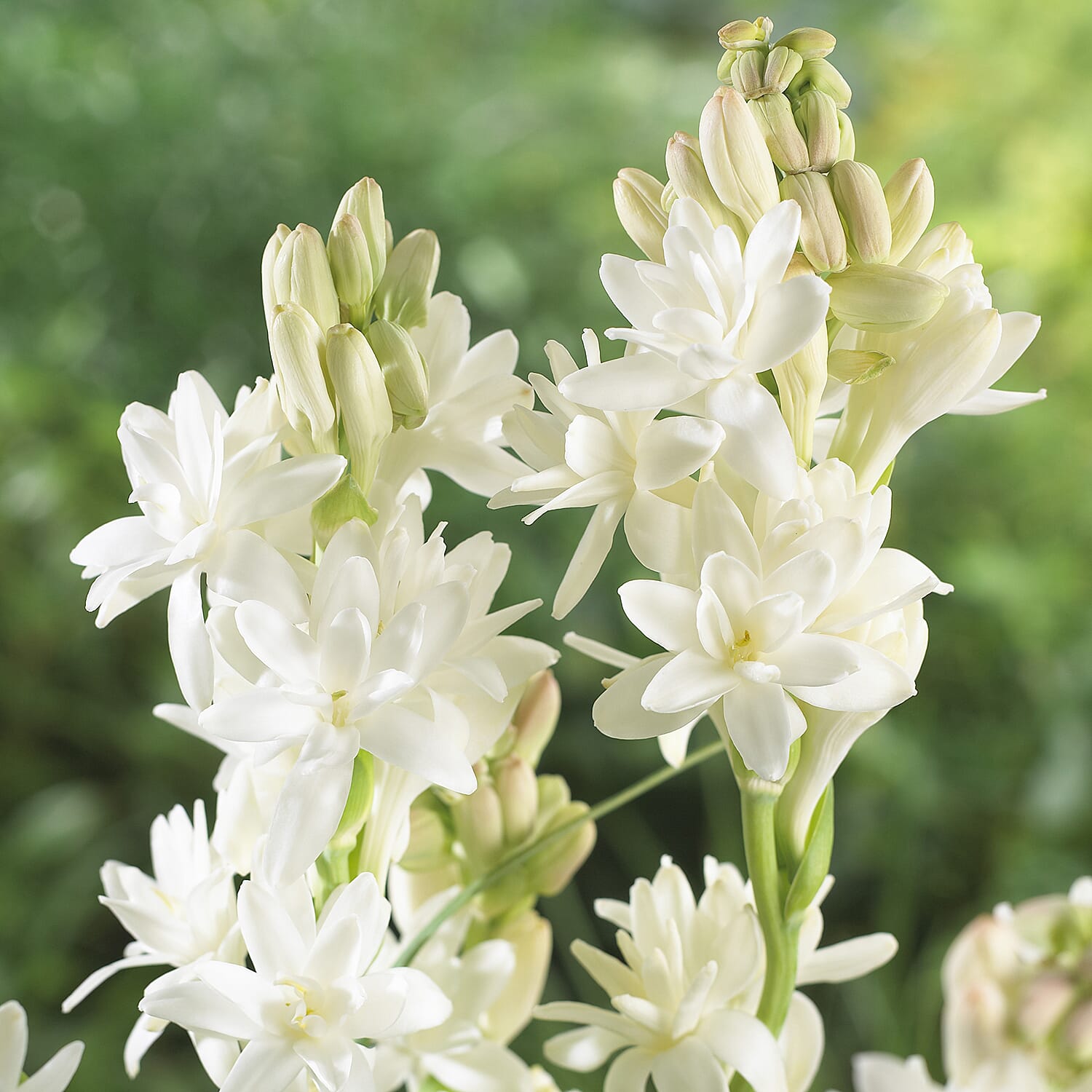 Gardening Direct Tuberose The Pearl Bulbs Pack x 10