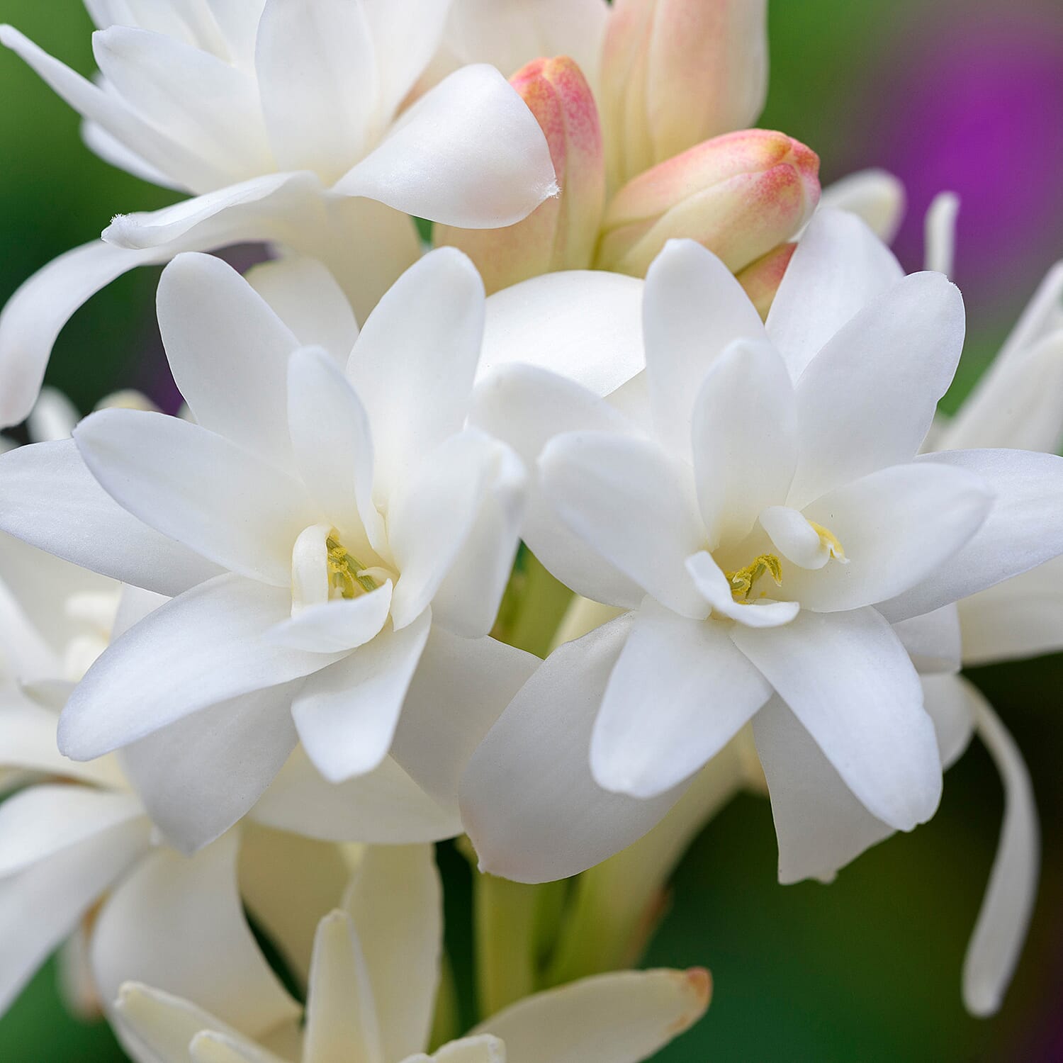 Gardening Direct Tuberose The Pearl Bulbs Pack x 10