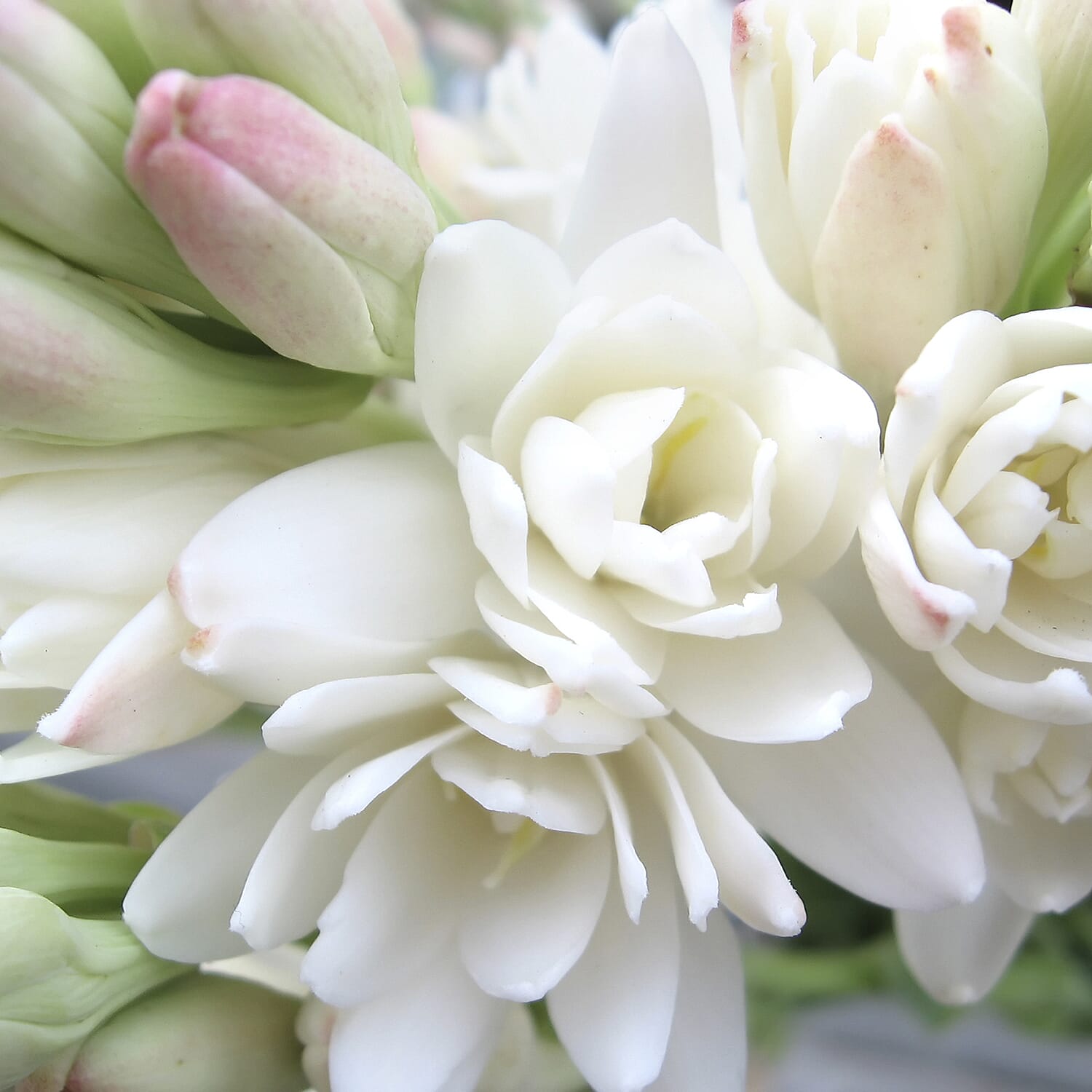 Gardening Direct Tuberose The Pearl Bulbs Pack x 10