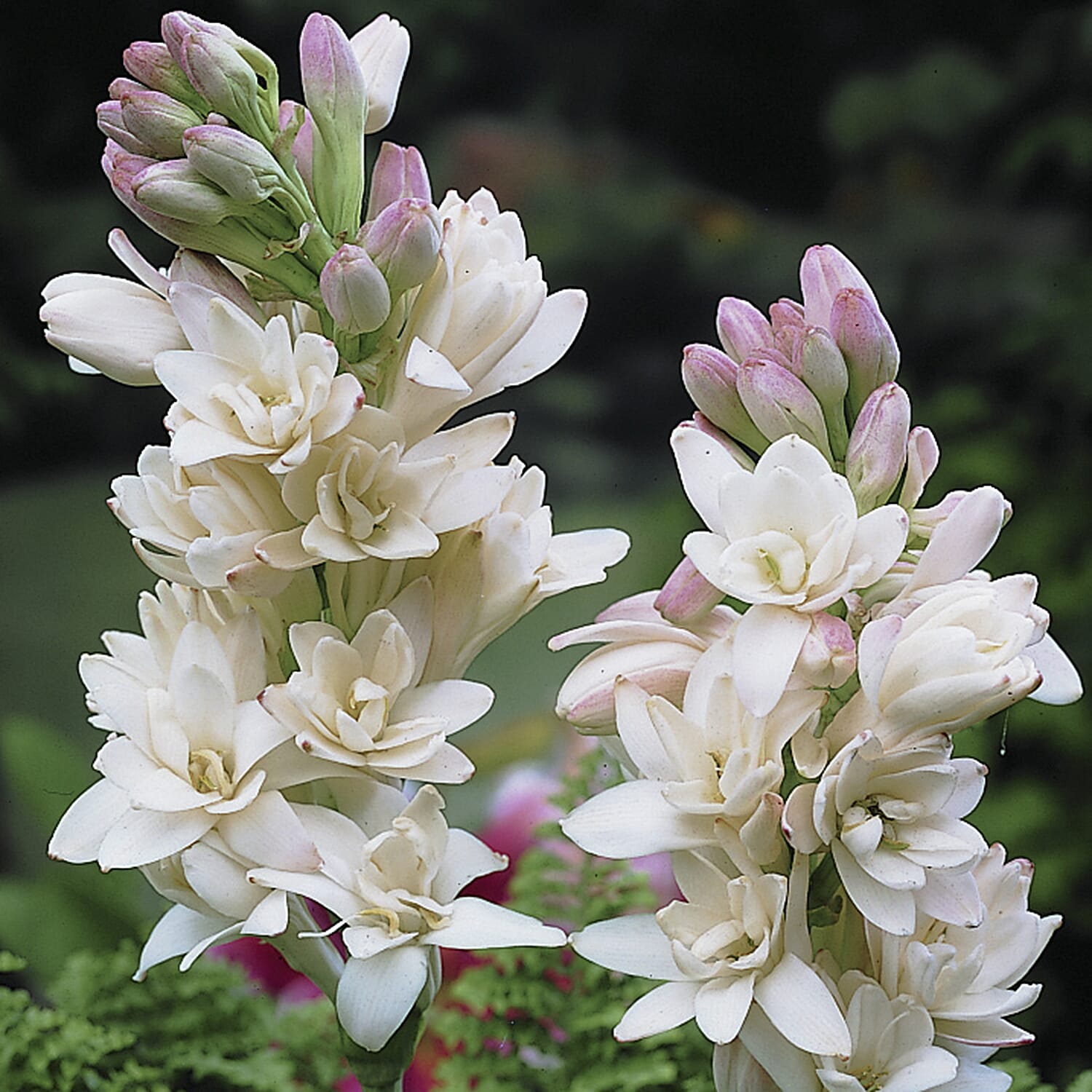 Gardening Direct Tuberose The Pearl Bulbs Pack x 10