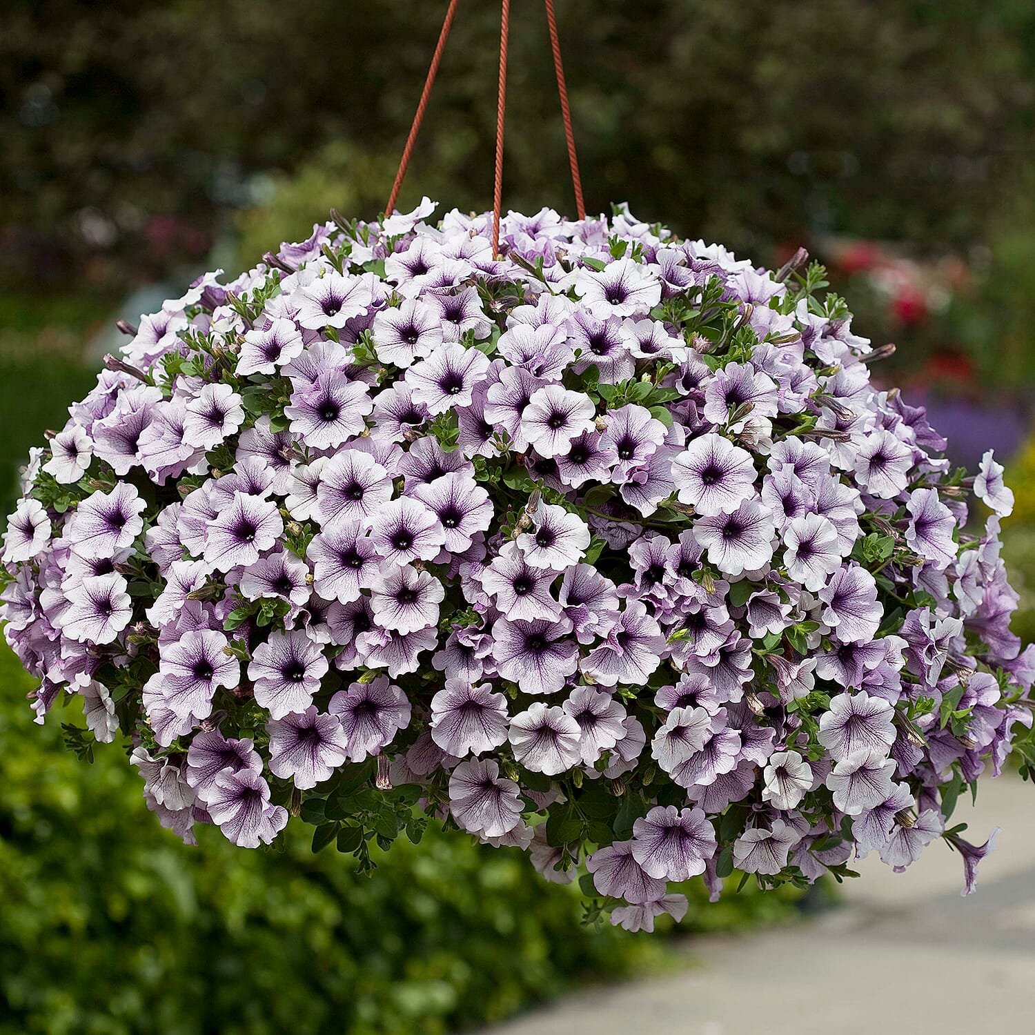 Gardening Direct Surfinia Cascading Petunia Collection Plugs x 18
