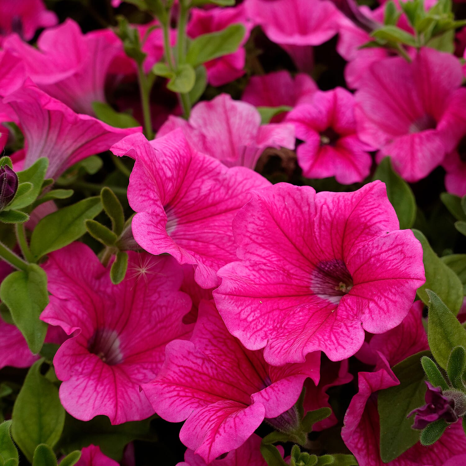Gardening Direct Surfinia Cascading Petunia Collection Plugs x 18