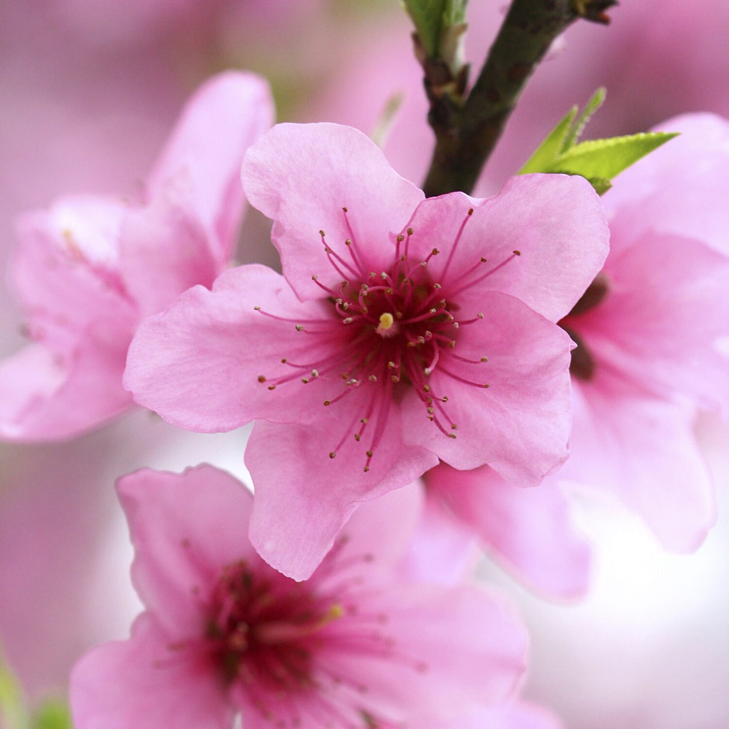 Gardening Direct Patio Peach Tree Crimson Bare Root x 1