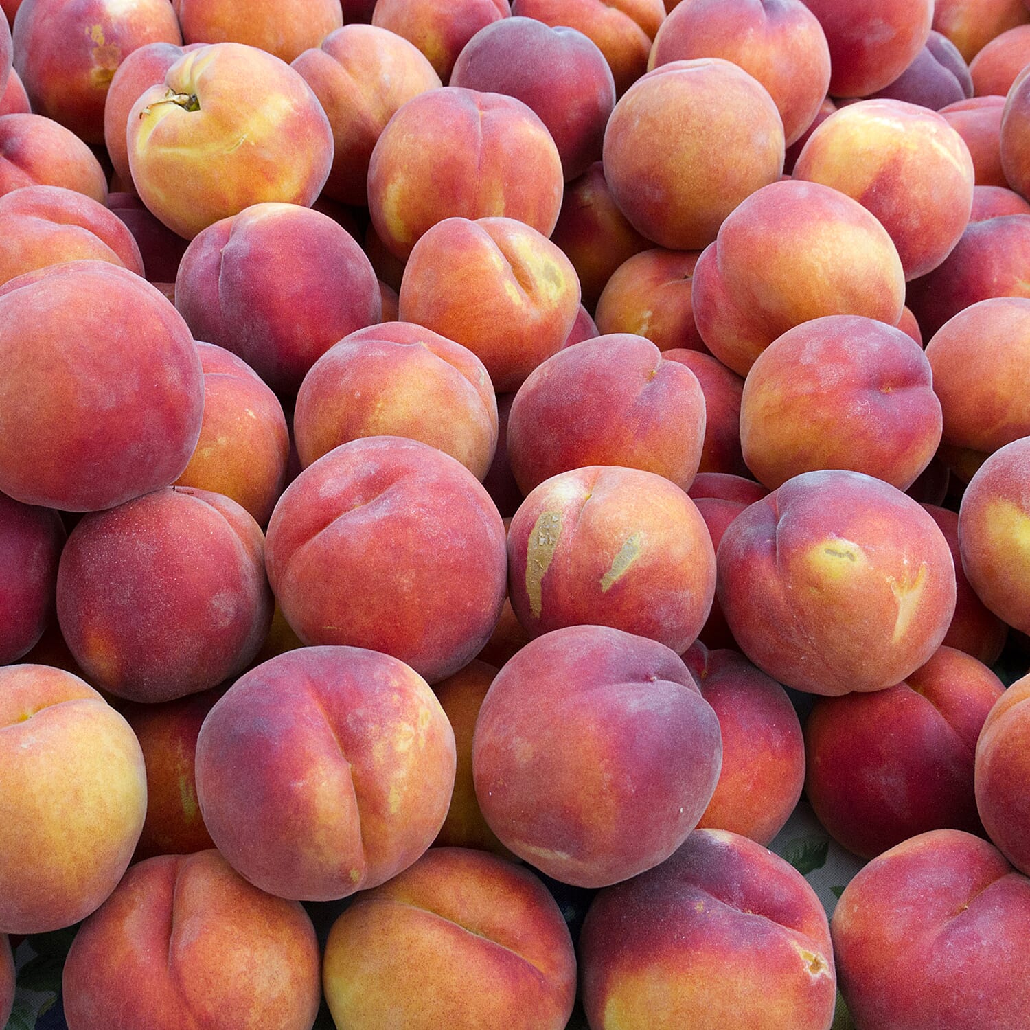 Gardening Direct Patio Peach Tree Crimson Bare Root x 1