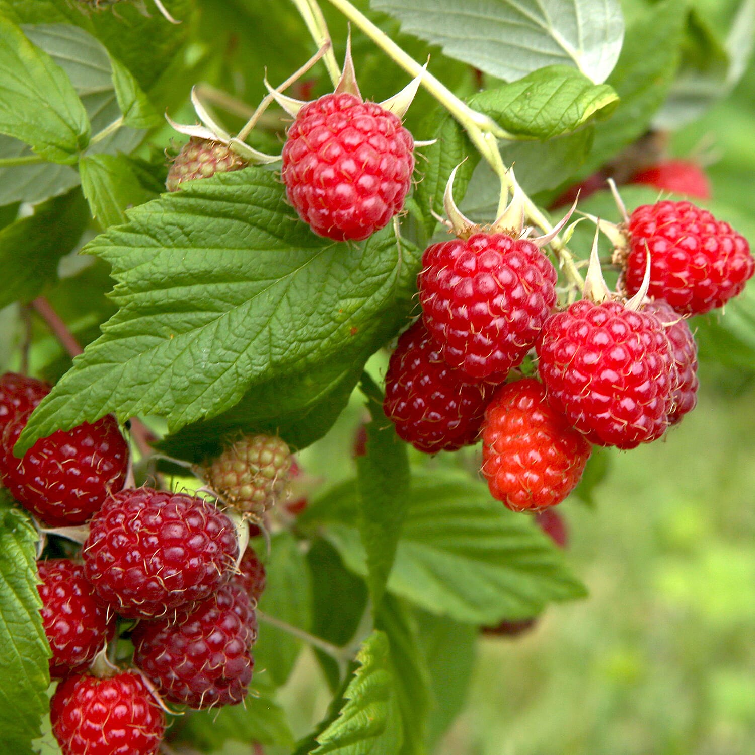 Gardening Direct Raspberry Long-Cane x 5 Canes