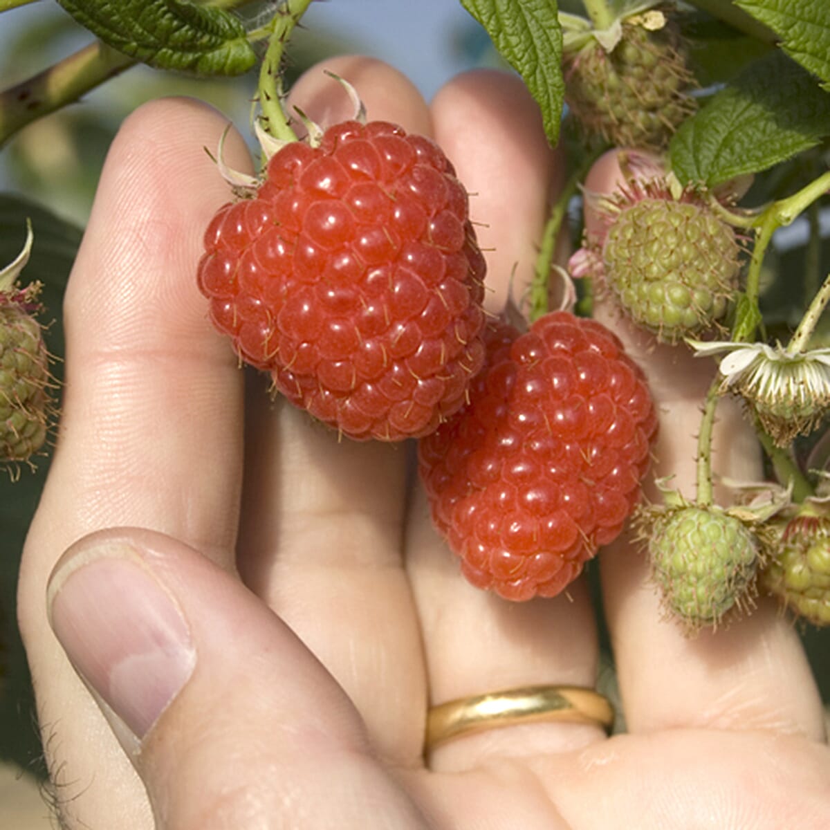 Gardening Direct Raspberry Long-Cane x 5 Canes