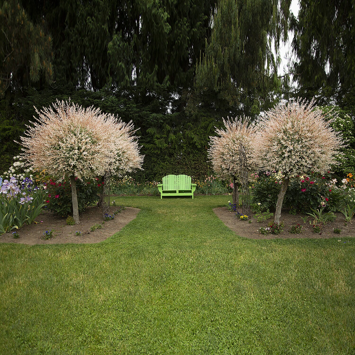 Gardening Direct Flamingo Willow Salix Hakuru Nishiki 80cm Tall