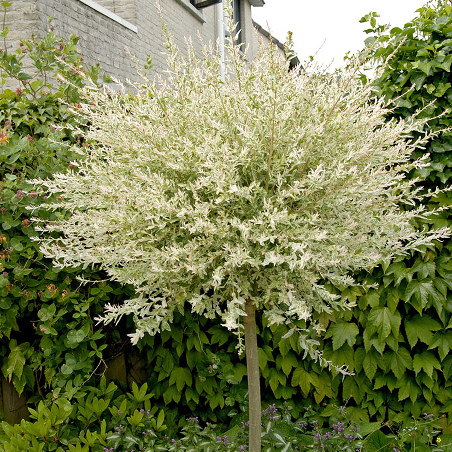 Gardening Direct Flamingo Willow Salix Hakuru Nishiki 80cm Tall