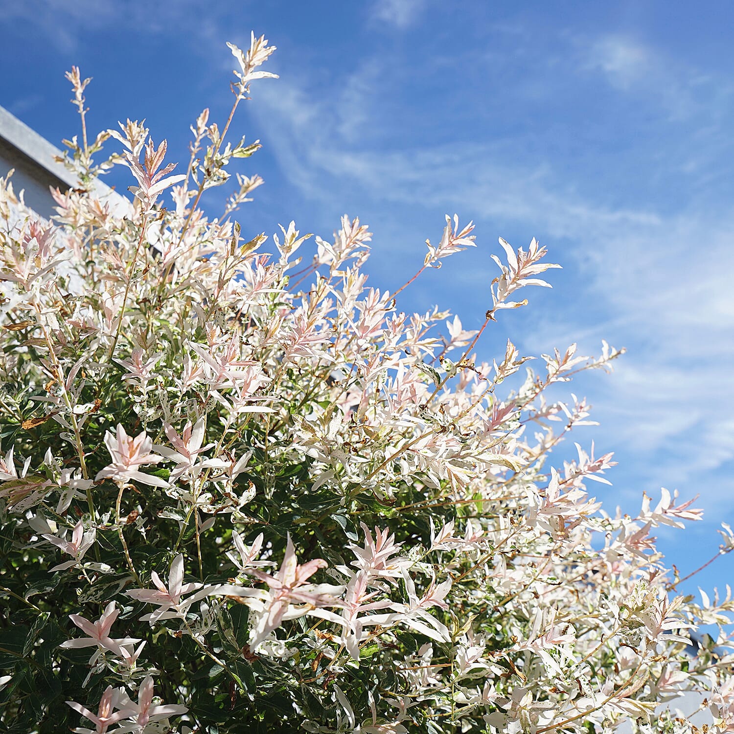 Gardening Direct Flamingo Willow Salix Hakuru Nishiki 80cm Tall