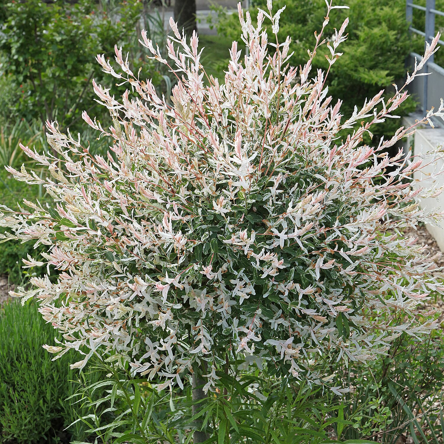 Gardening Direct Flamingo Willow Salix Hakuru Nishiki 80cm Tall