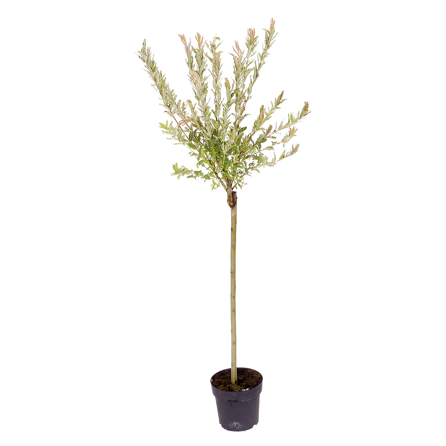 Gardening Direct Flamingo Willow Salix Hakuru Nishiki 80cm Tall