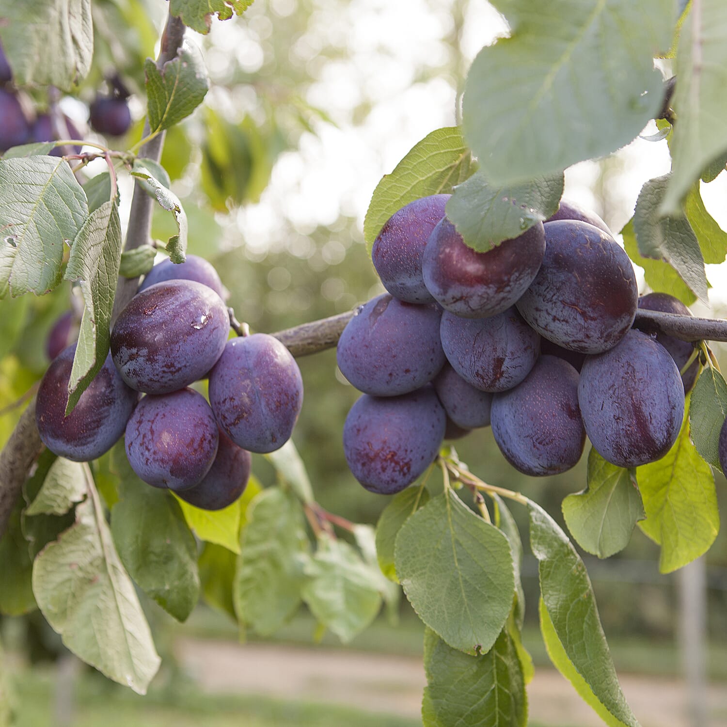 Gardening Direct Duo Fruit Plum Tree with 2 Varieties of Plums on One Tree