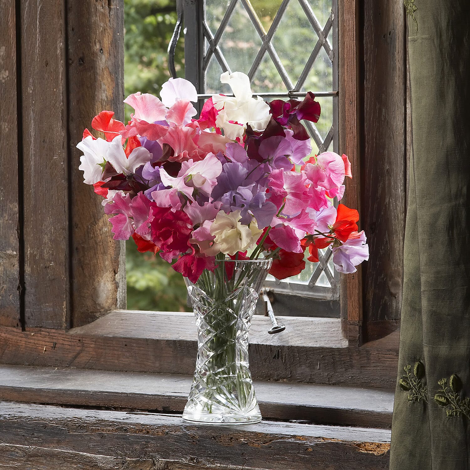 Gardening Direct 2x Prisma Hanging Baskets & Trailing Sweet Pea Jumbo Plugs x 6