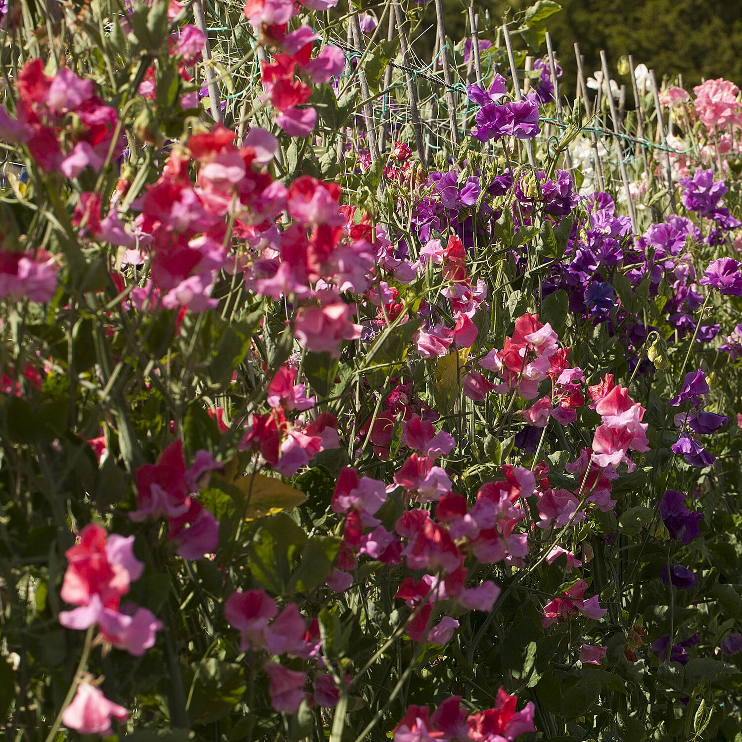 Gardening Direct 2x Prisma Hanging Baskets & Trailing Sweet Pea Jumbo Plugs x 6