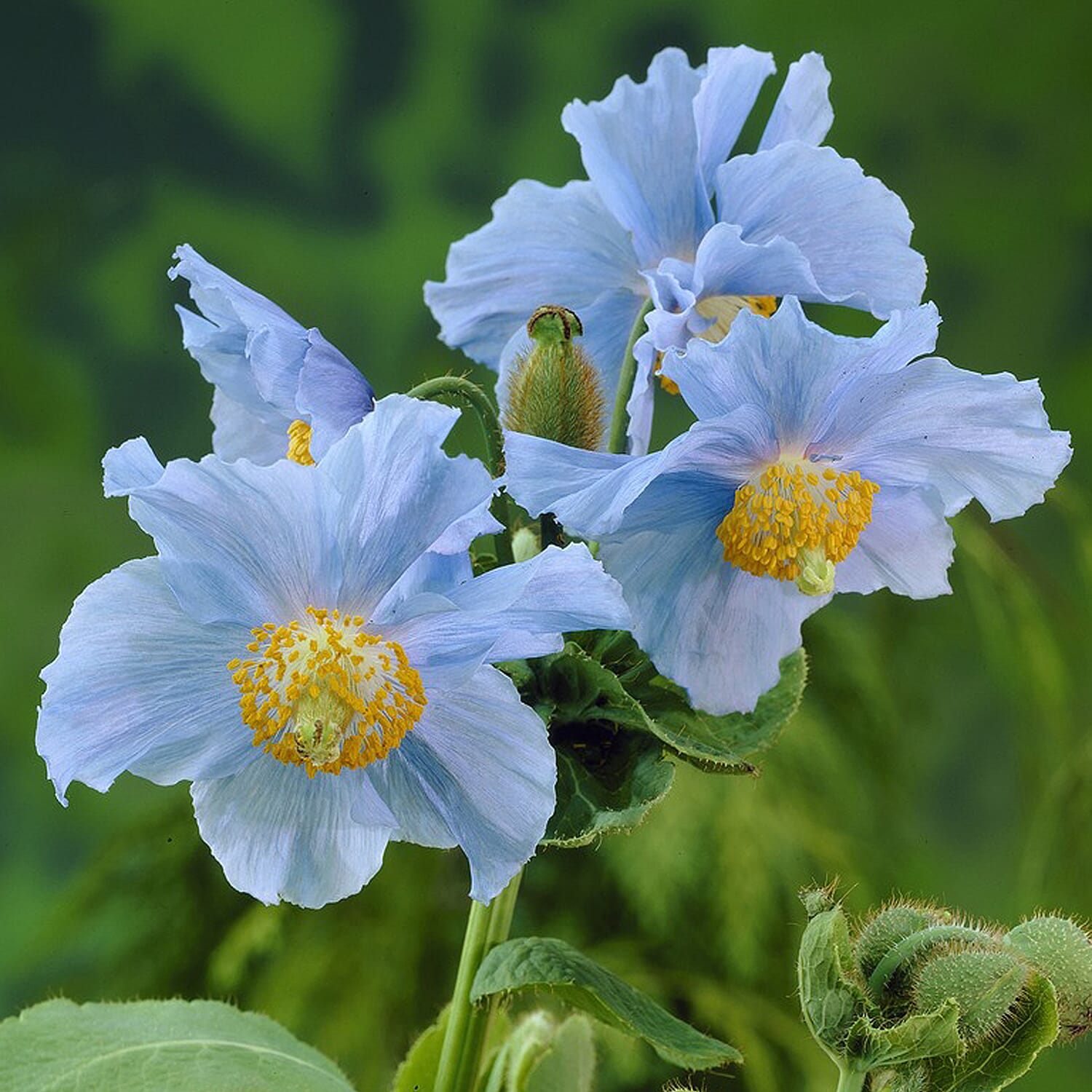 Gardening Direct Himalayan Blue  Jumbo Plugs x 6