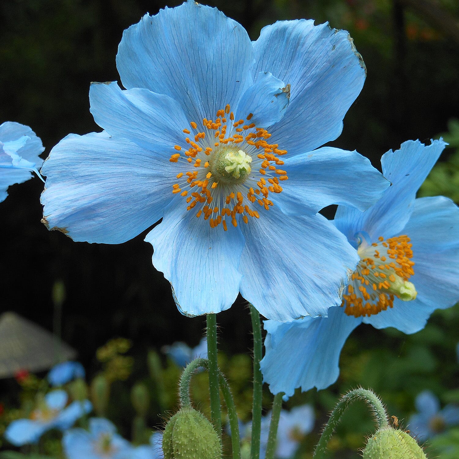 Gardening Direct Himalayan Blue  Jumbo Plugs x 6