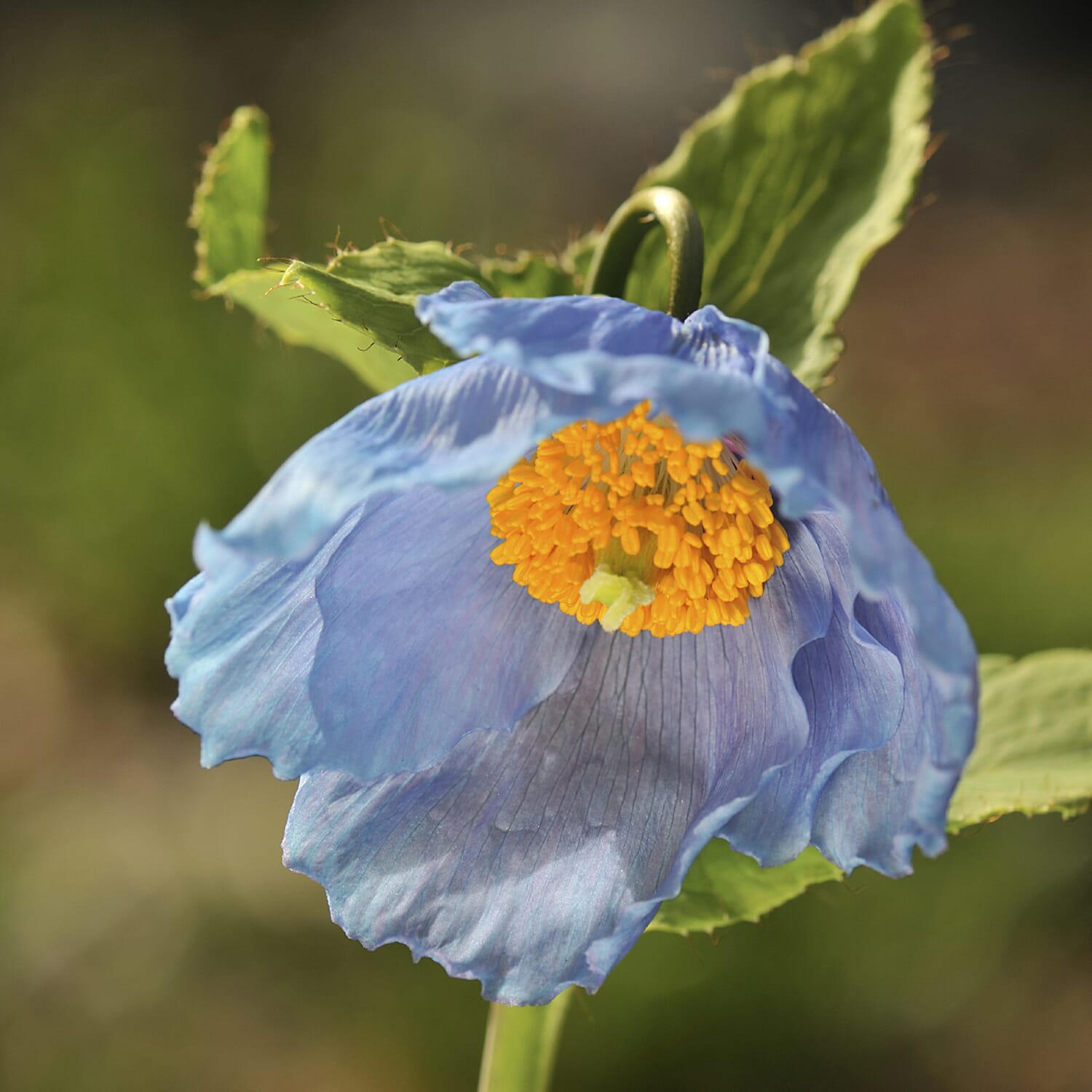 Gardening Direct Himalayan Blue  Jumbo Plugs x 6