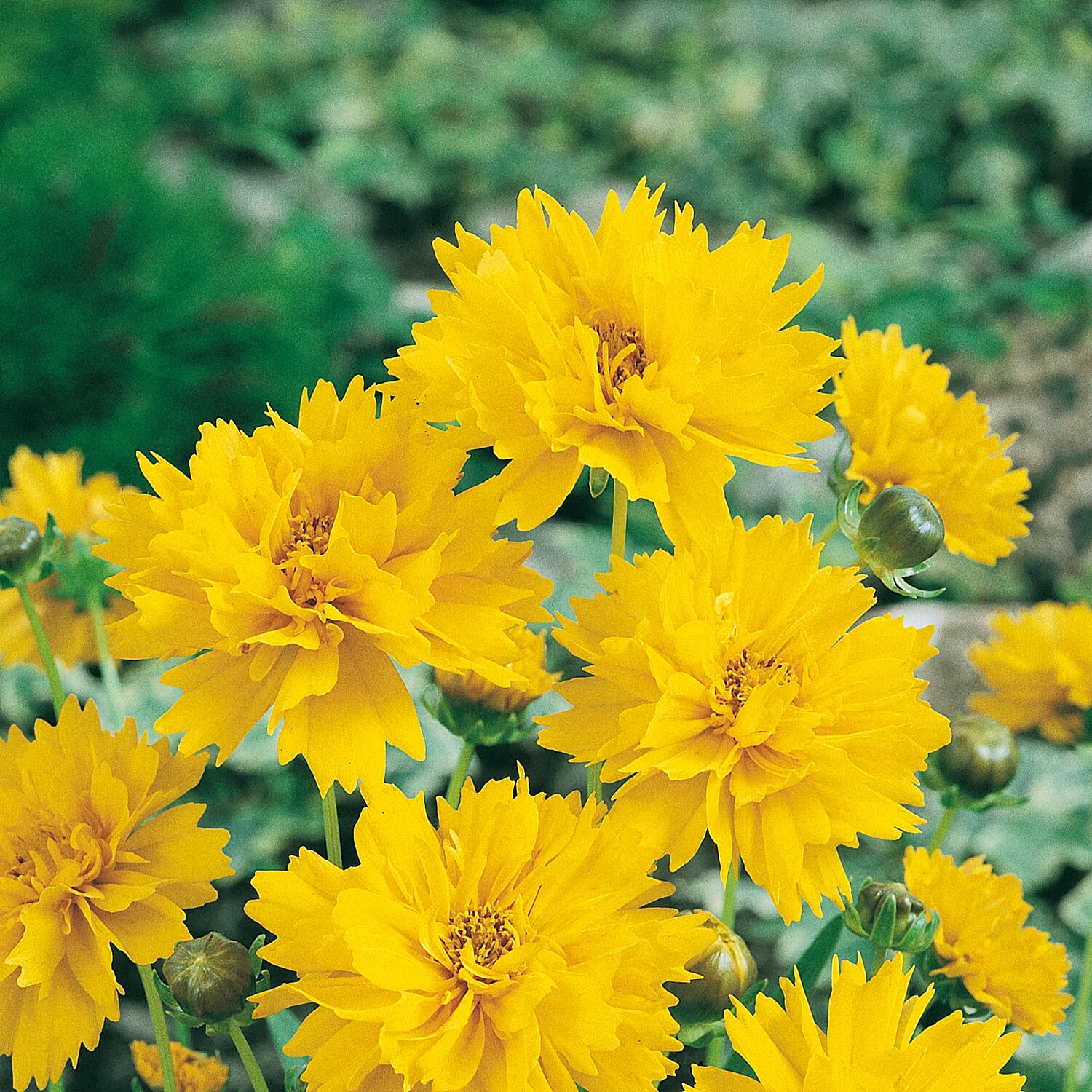 Gardening Direct Coreopsis Grandiflora Early Sunrise 9cm x 3
