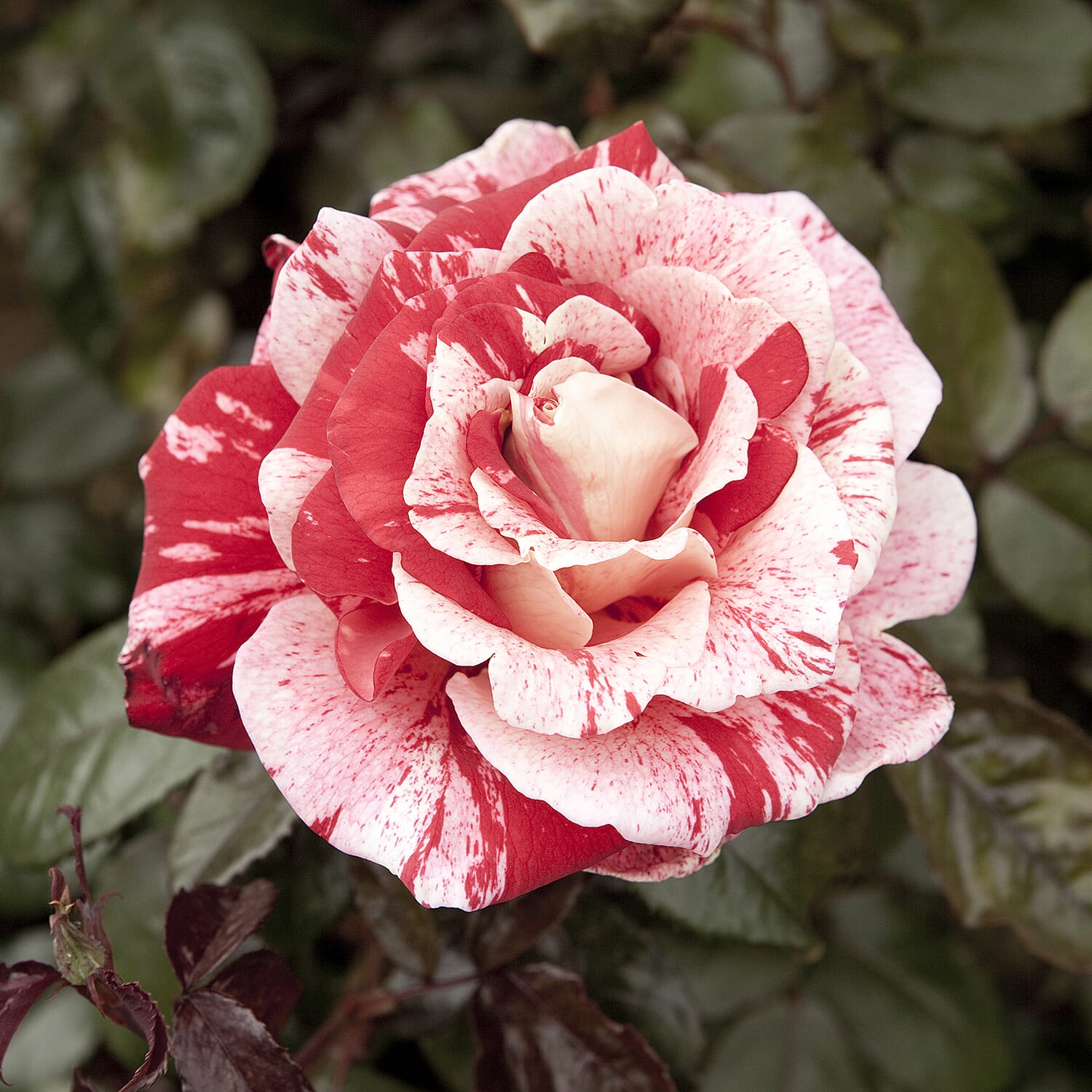 Gardening Direct Premium Bi Colour Roses Bare Root x 2