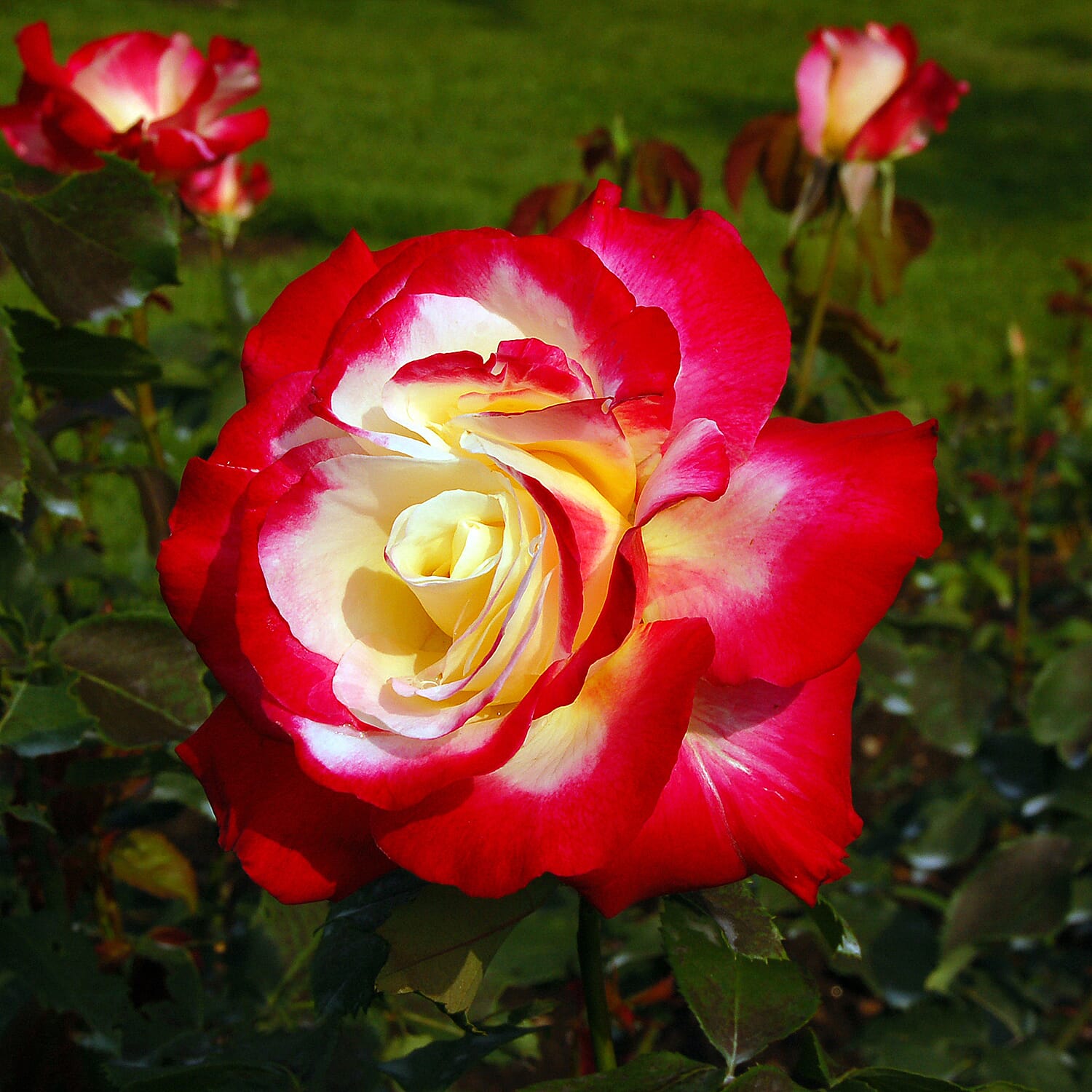 Gardening Direct Premium Bi Colour Roses Bare Root x 2