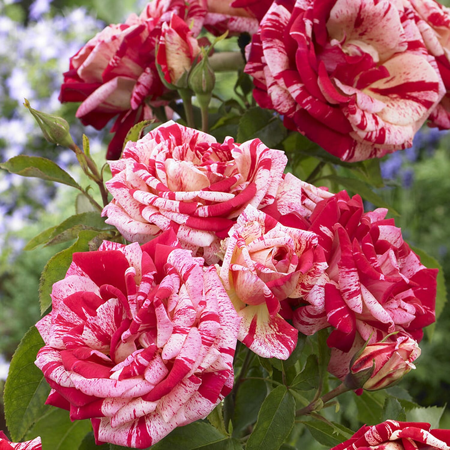 Gardening Direct Premium Bi Colour Roses Bare Root x 2
