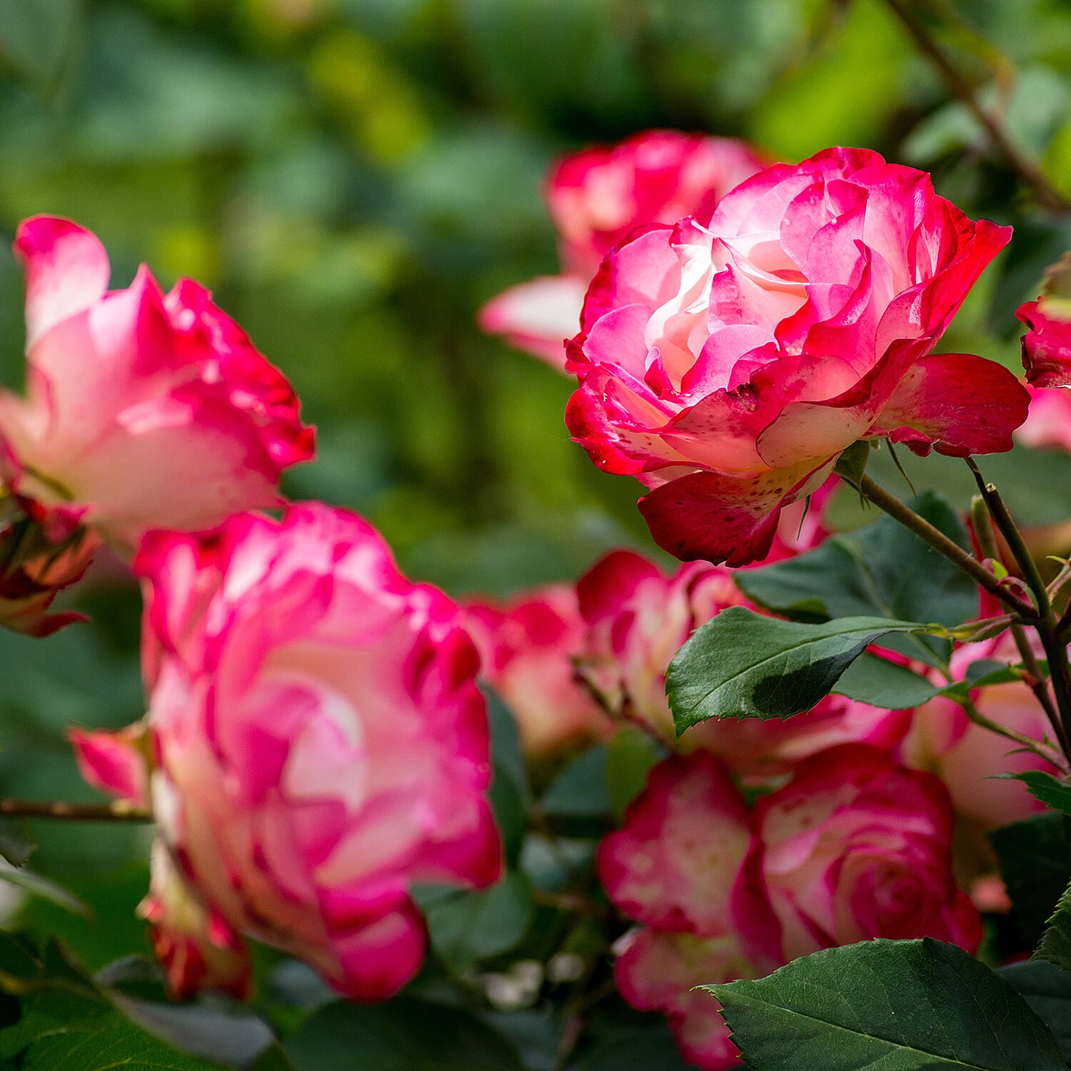 Gardening Direct Premium Bi Colour Roses Bare Root x 2