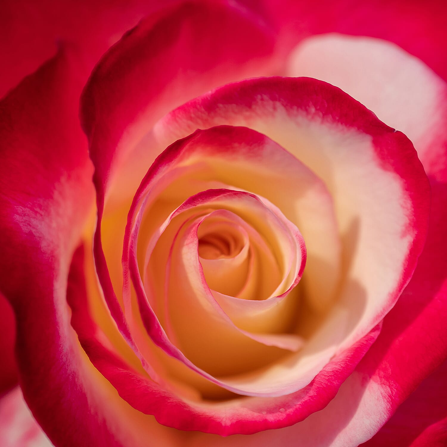 Gardening Direct Premium Bi Colour Roses Bare Root x 2