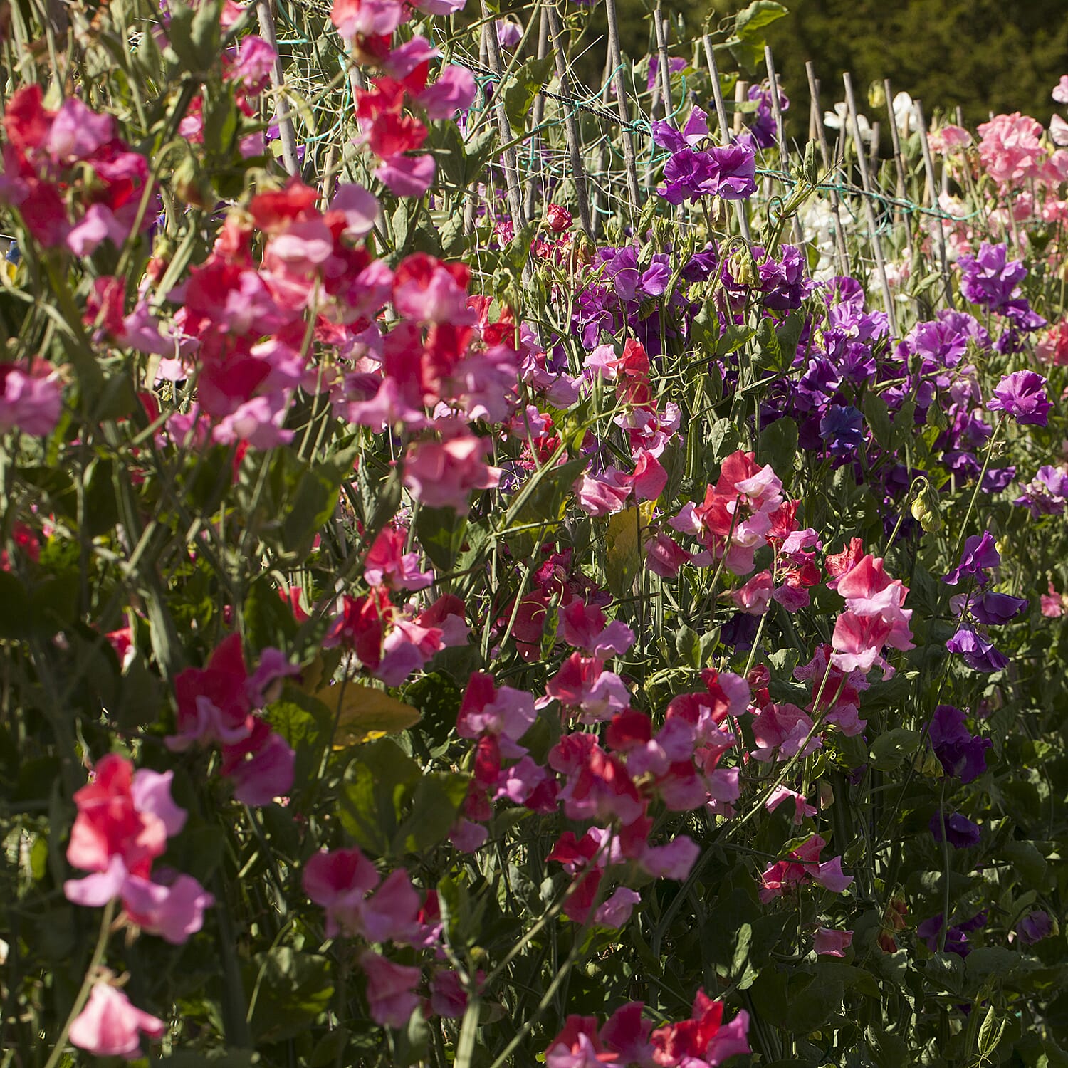 Gardening Direct Pair of Calista Urns with Trailing Sweet Pea Plug x 12 & 40L Compost