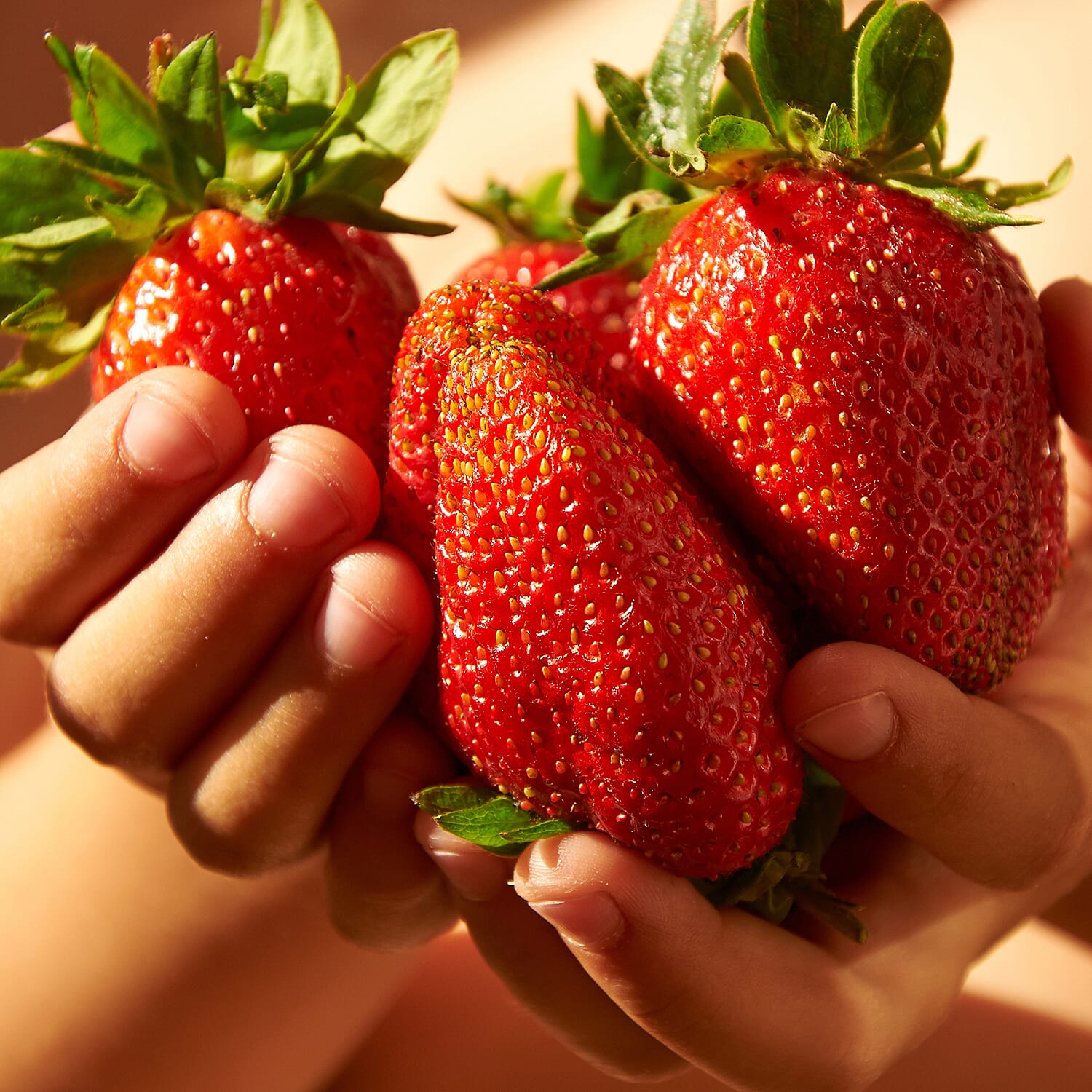 Gardening Direct Pair of Medley Window Box Planters with Giant Strawberry Colossus x 6 Plug Plants & 40L Compost